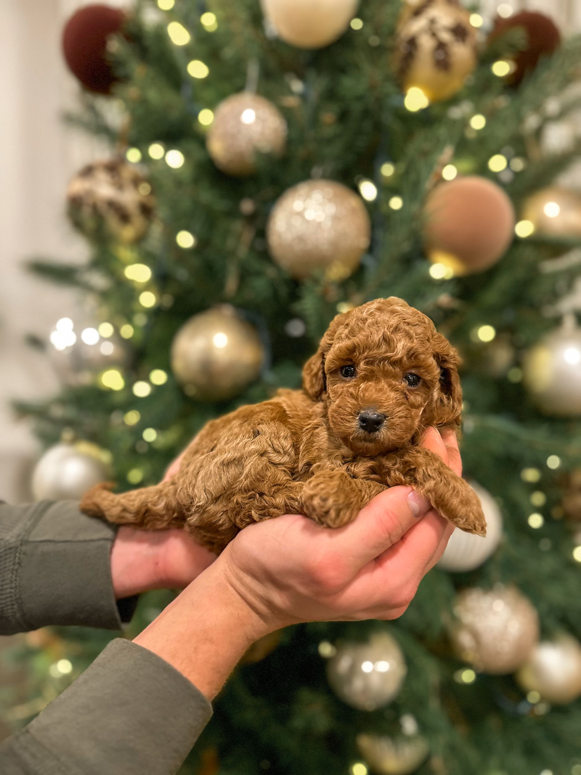 Cove - F3bb Mini Goldendoodle (Male)