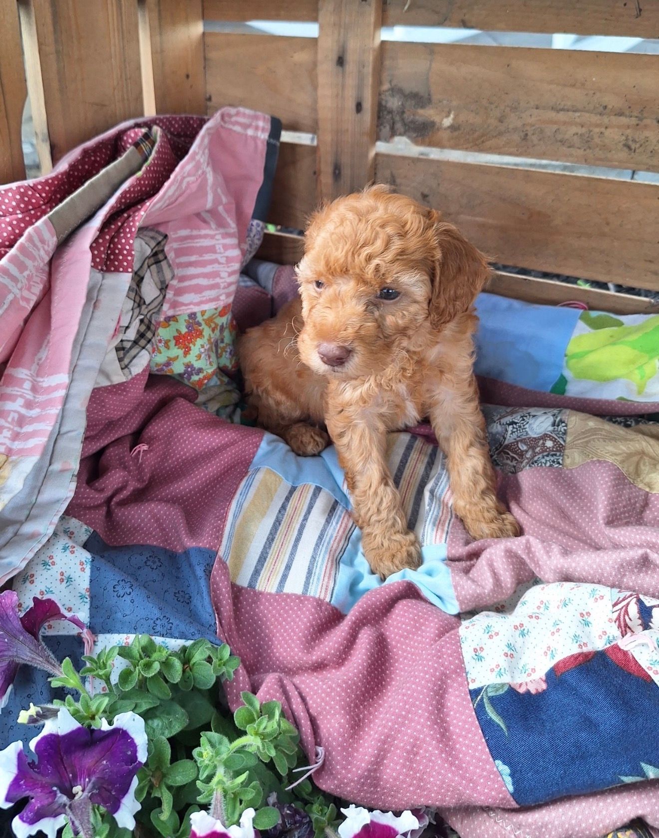 Ellie - F2bb Mini Goldendoodle (Female) $850
