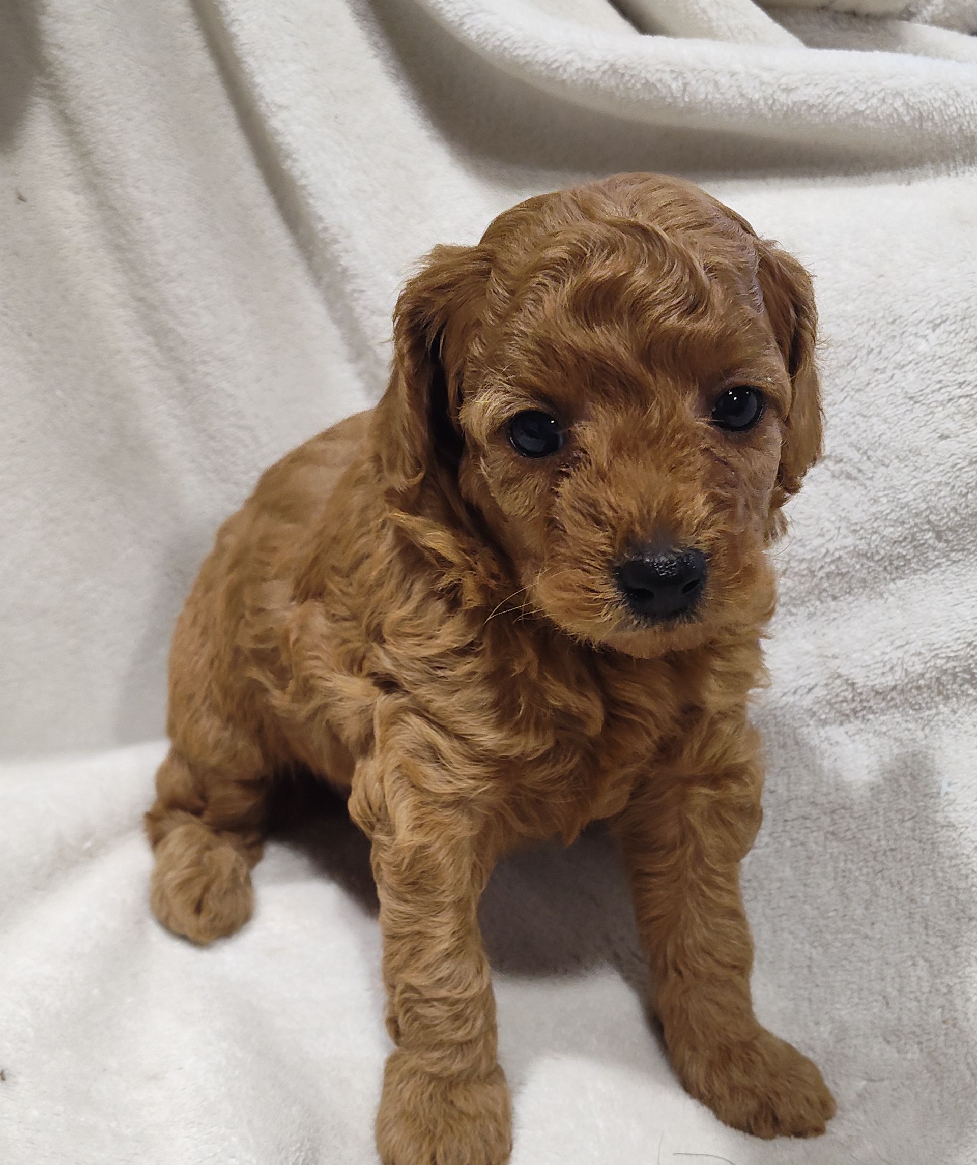Ellie - F1bb Mini Goldendoodle (Female) $1250