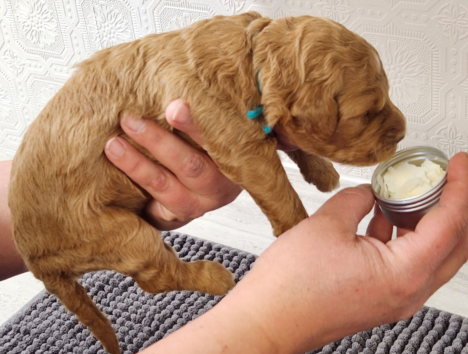 puppy being introduced to safe scent for early scent introduction exercise
