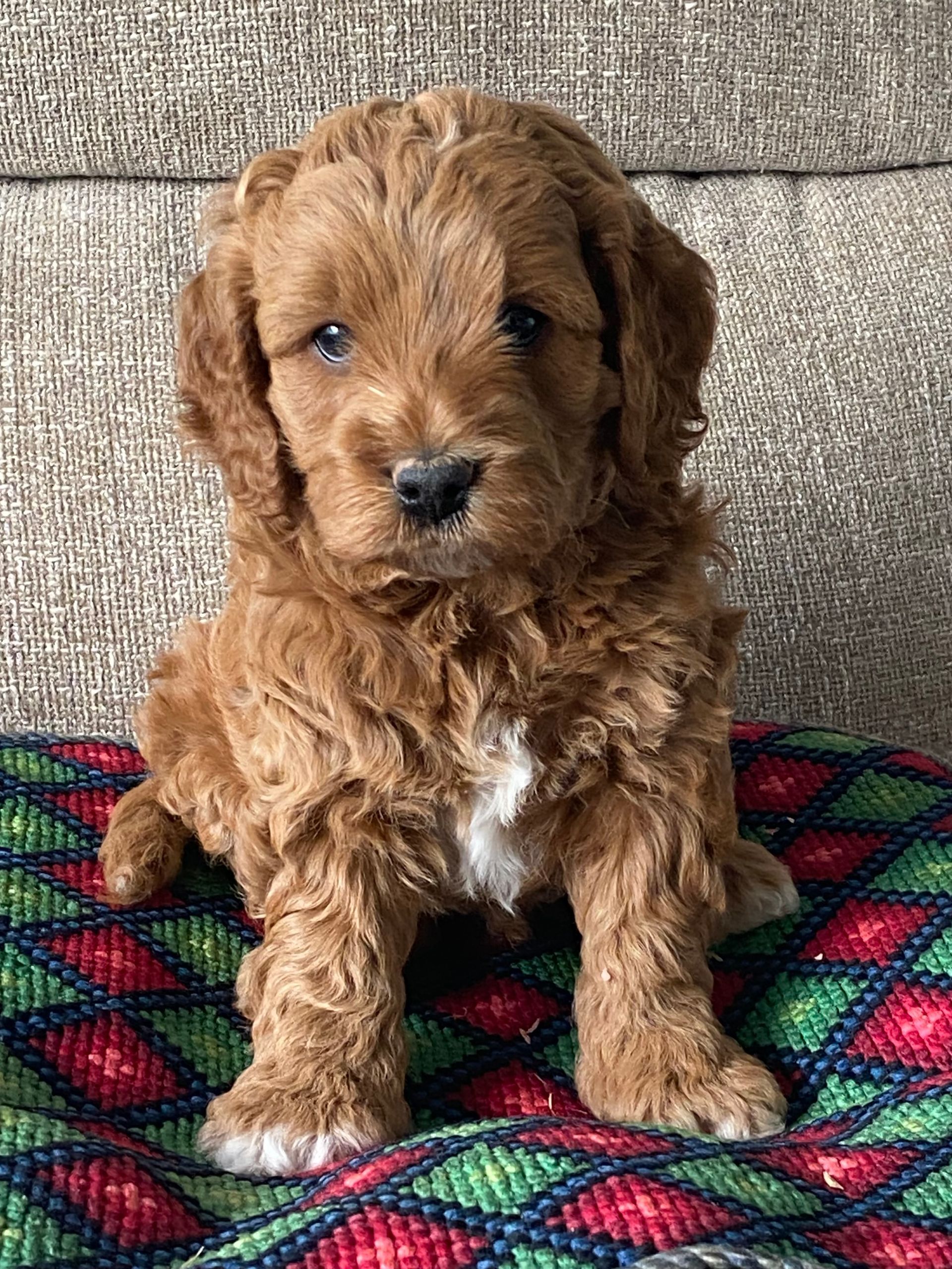 Finn - F1b Cavapoo (Male) $1200