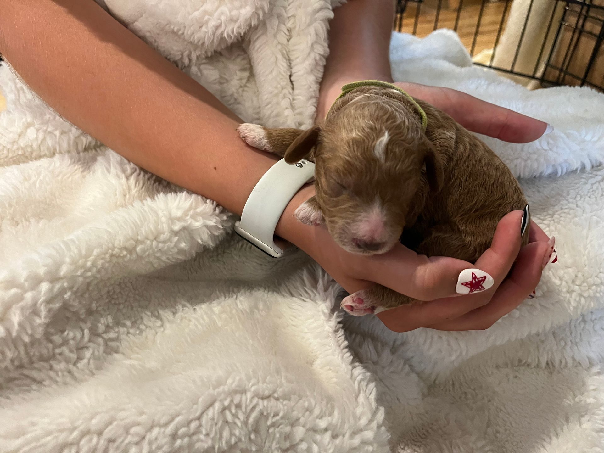 Franklin - Mini Goldendoodle (Male) $1250