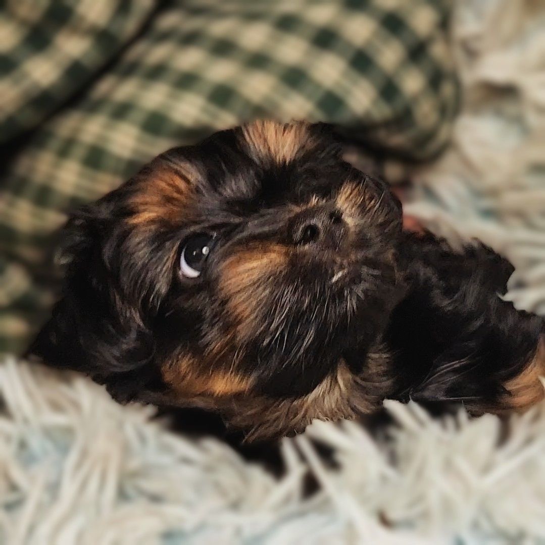 Henry - F1b Yorkipoo (Male)