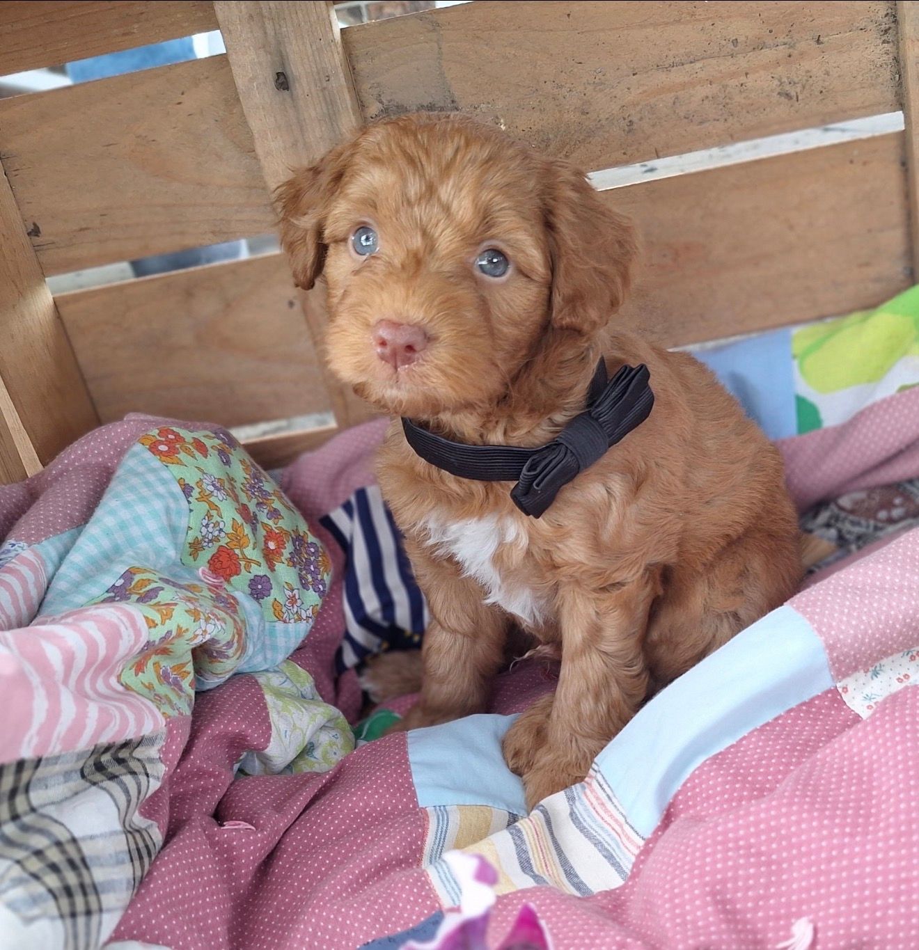 Jack - F2bb Mini Goldendoodle (Male) $850