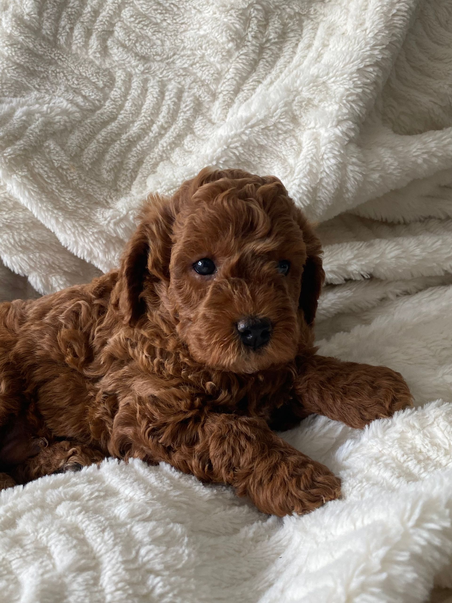 Jax - F1b Cavapoo (Male) $1200