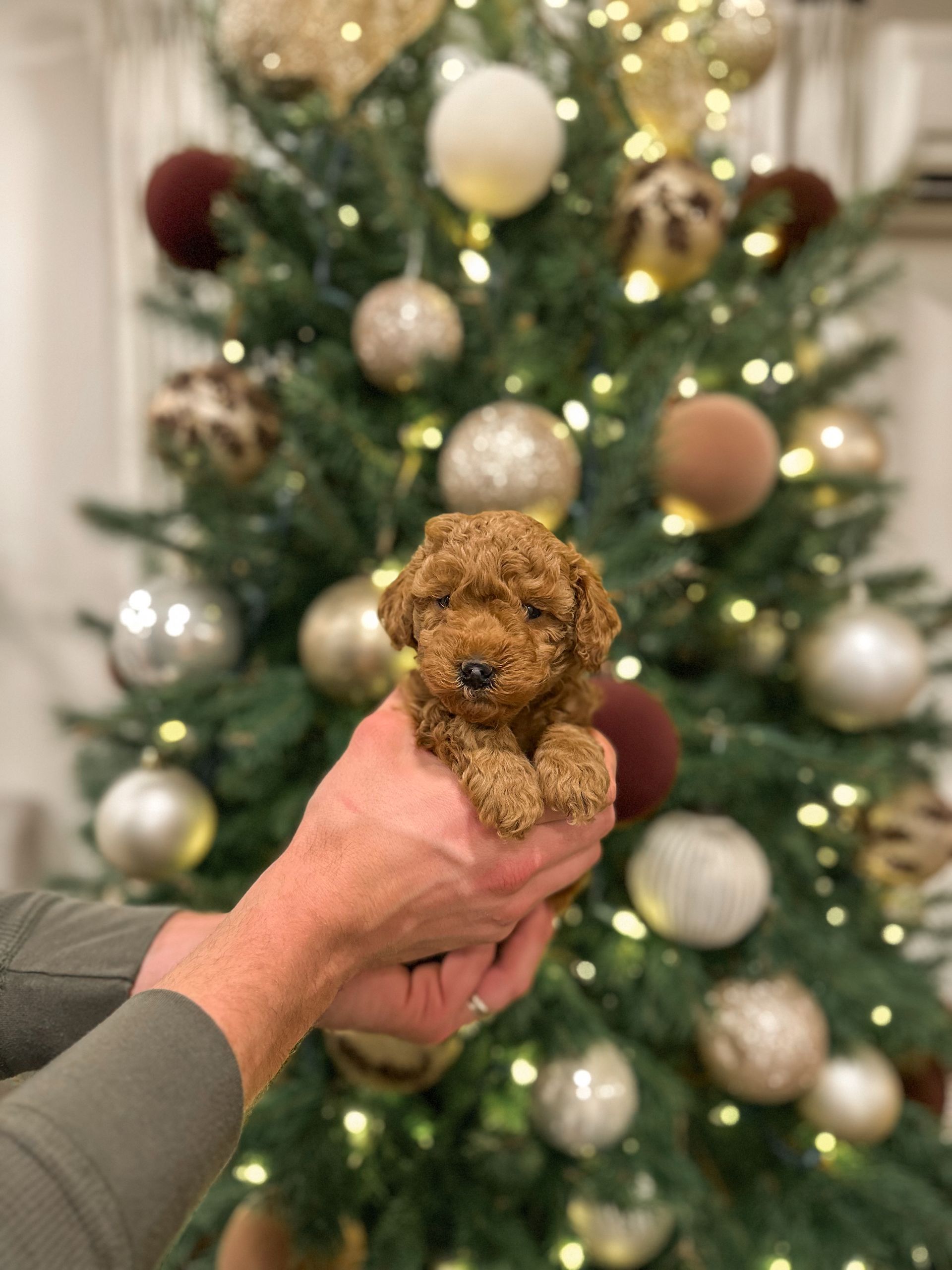 Kai - F3bb Mini Goldedoodle (Male)