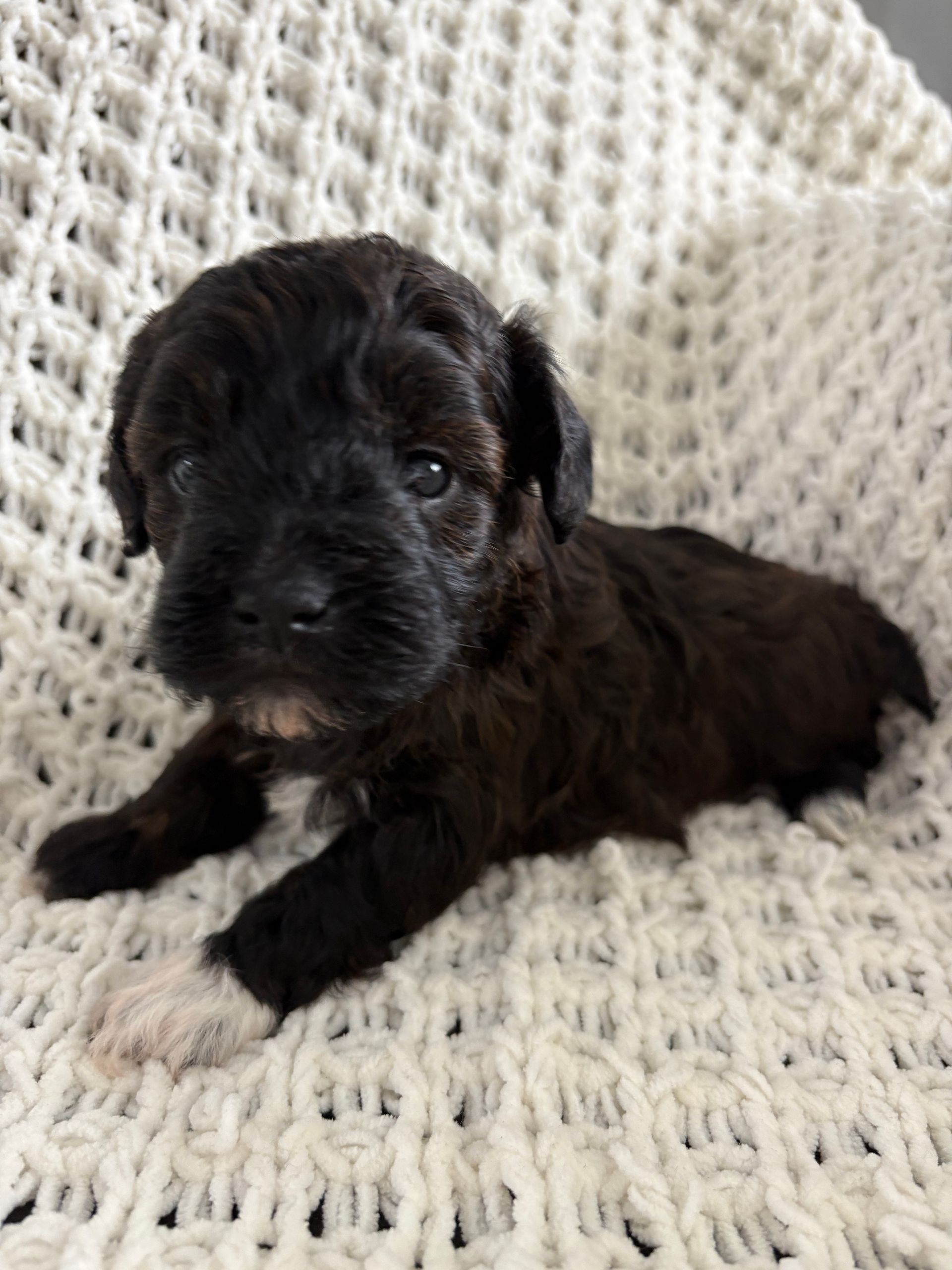 Layla - Havadoodle (Female)