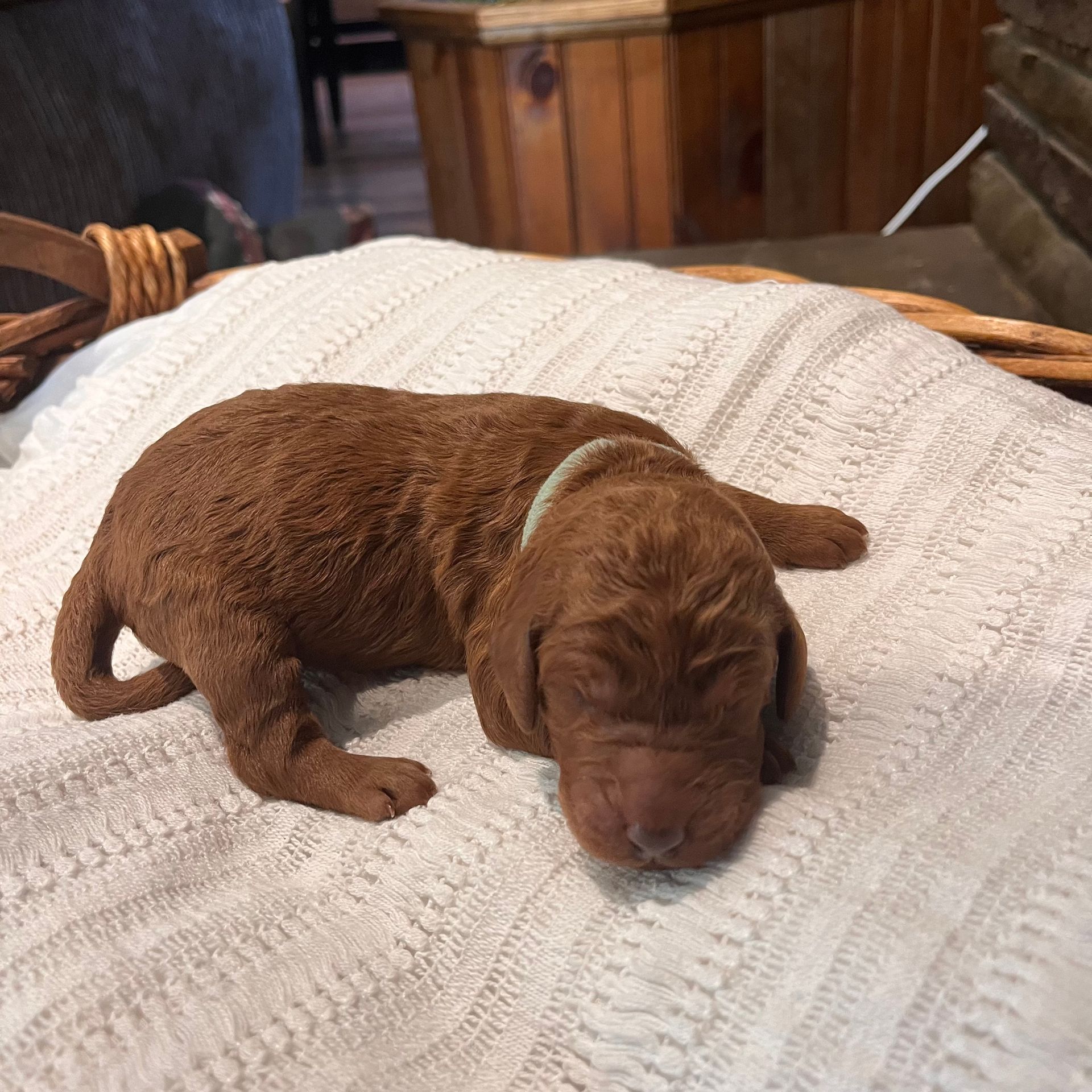 Heidi - F1b Standard Irishdoodle (Female)