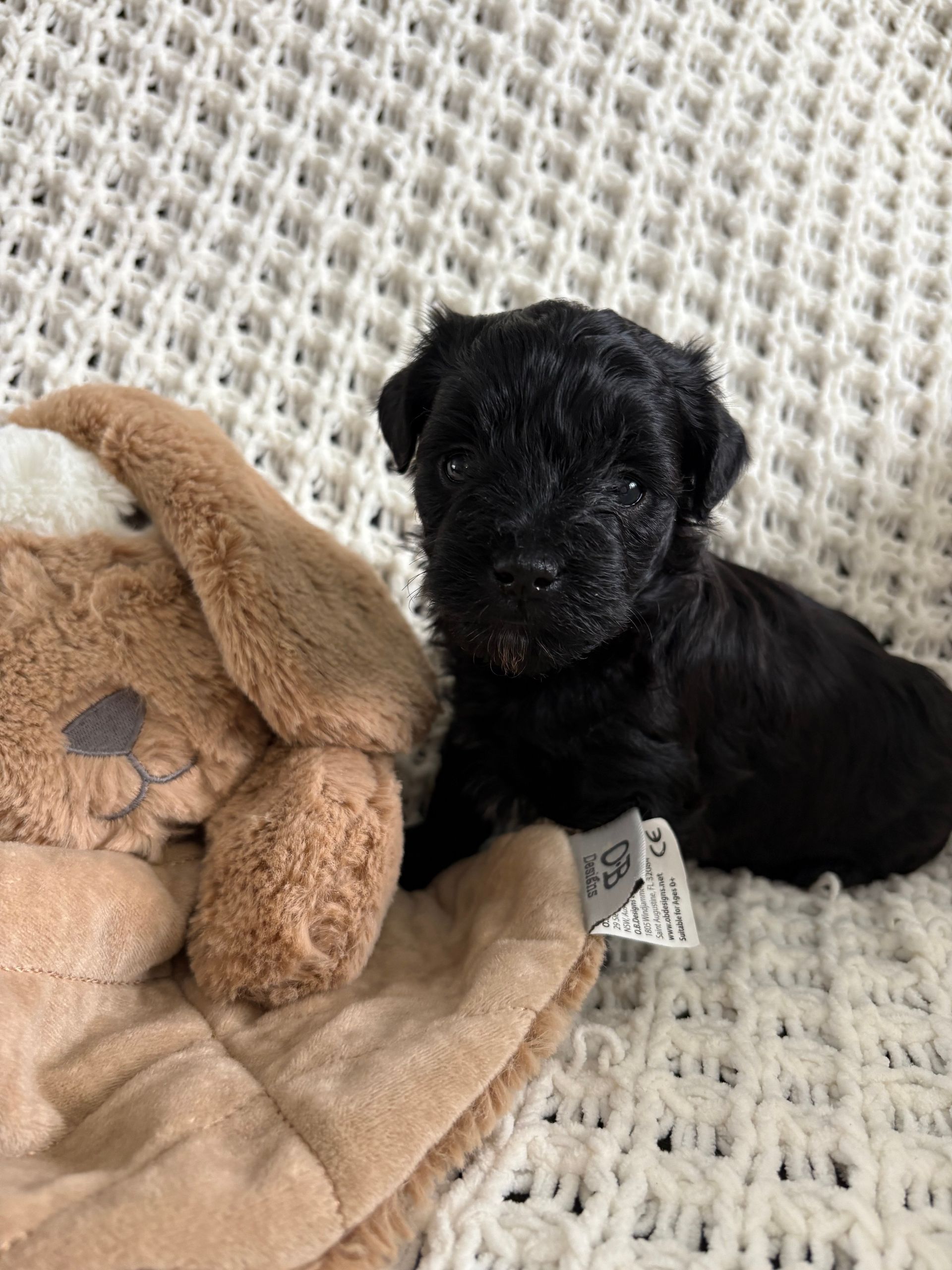 Lily - Havadoodle (Female)