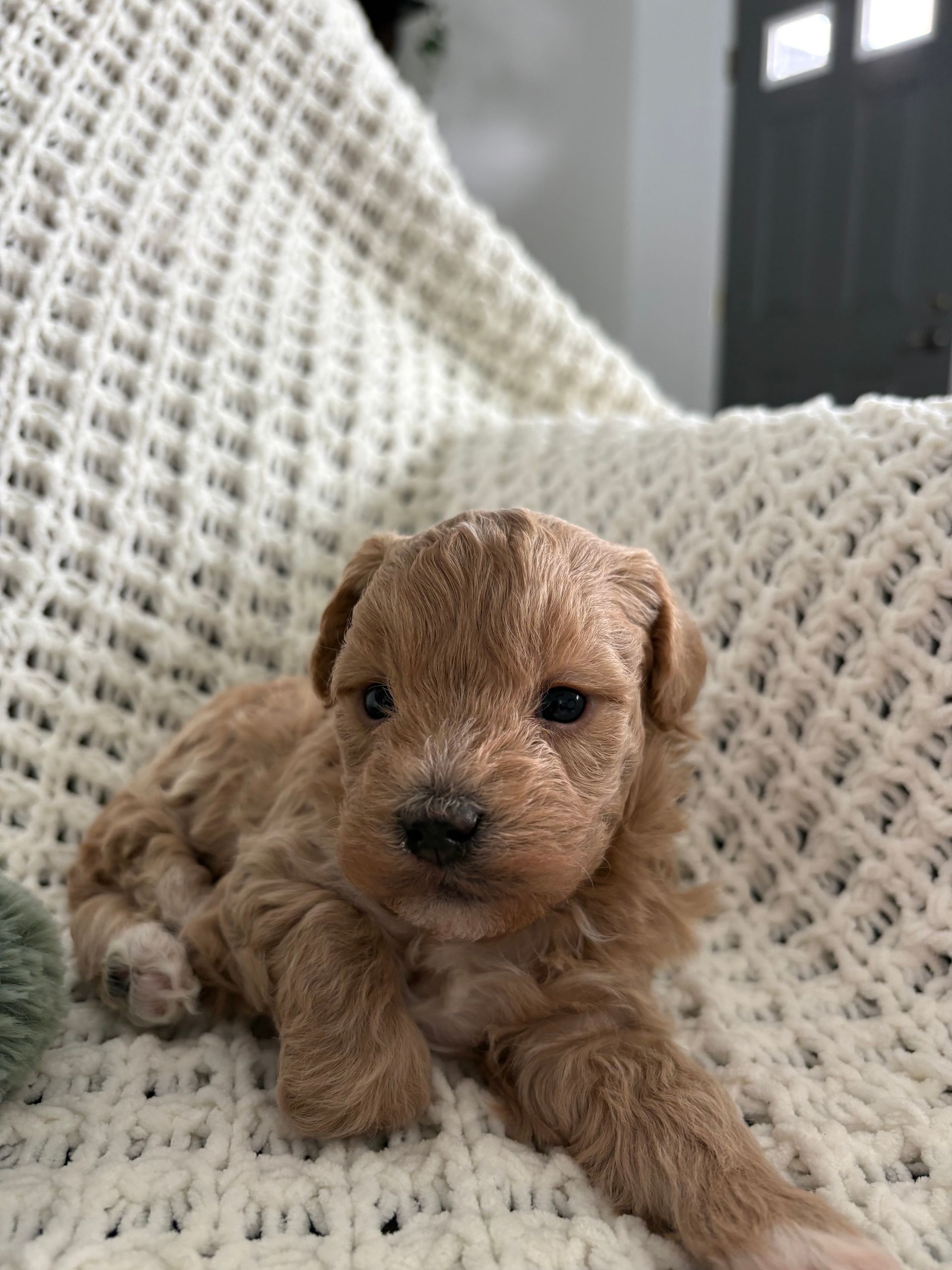 Lucky - Havadoodle (Male)