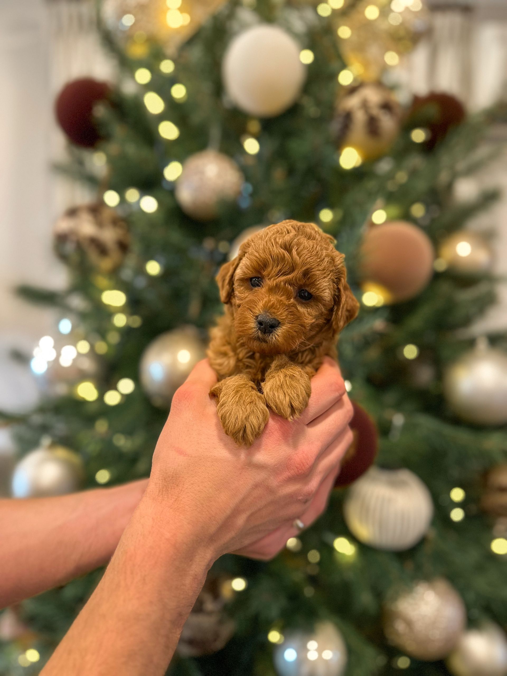 Aspen - F3b Mini Goldendoodle (Female)