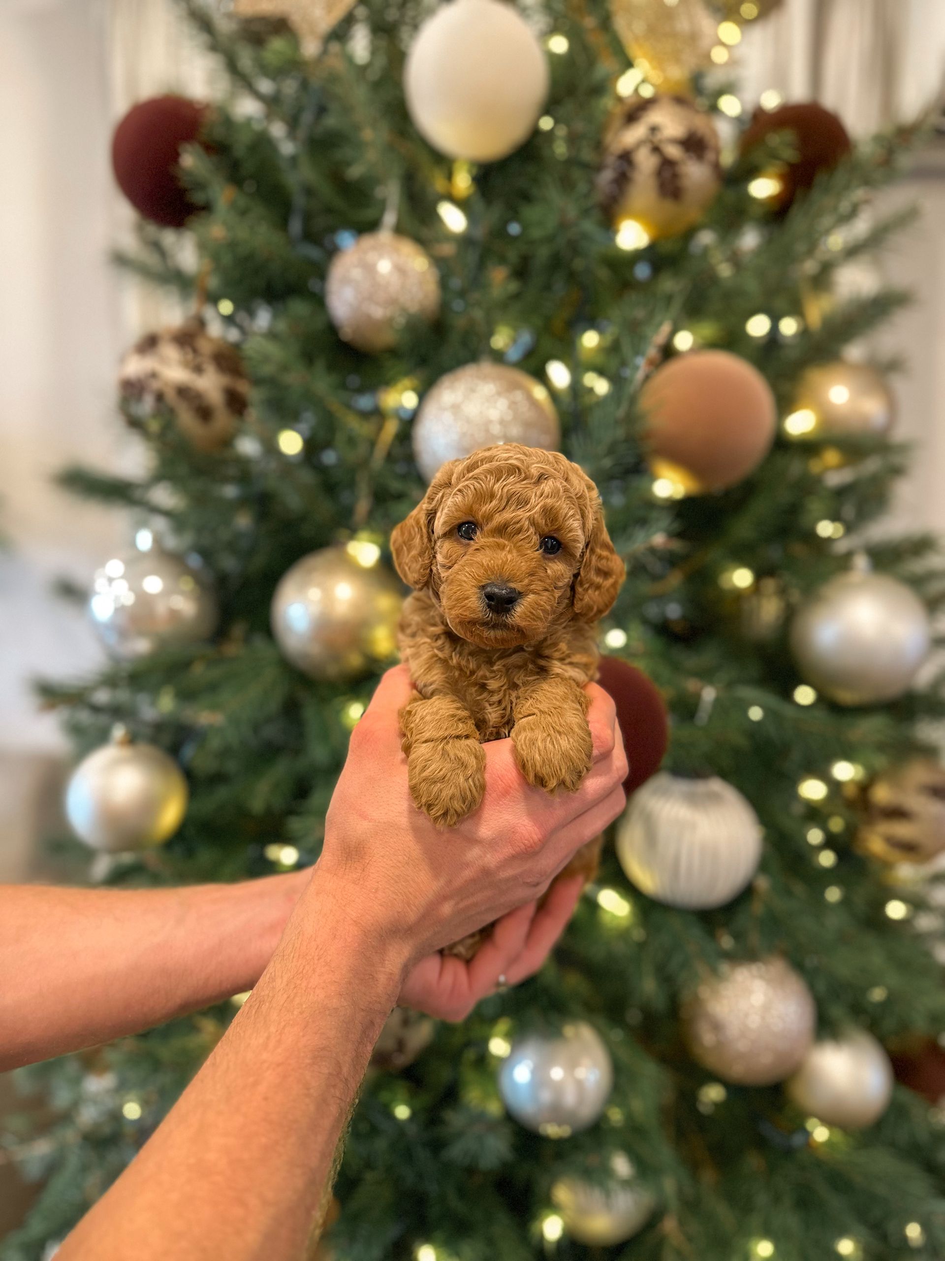 Forrest - F3b Mini Goldendoodle (Male)