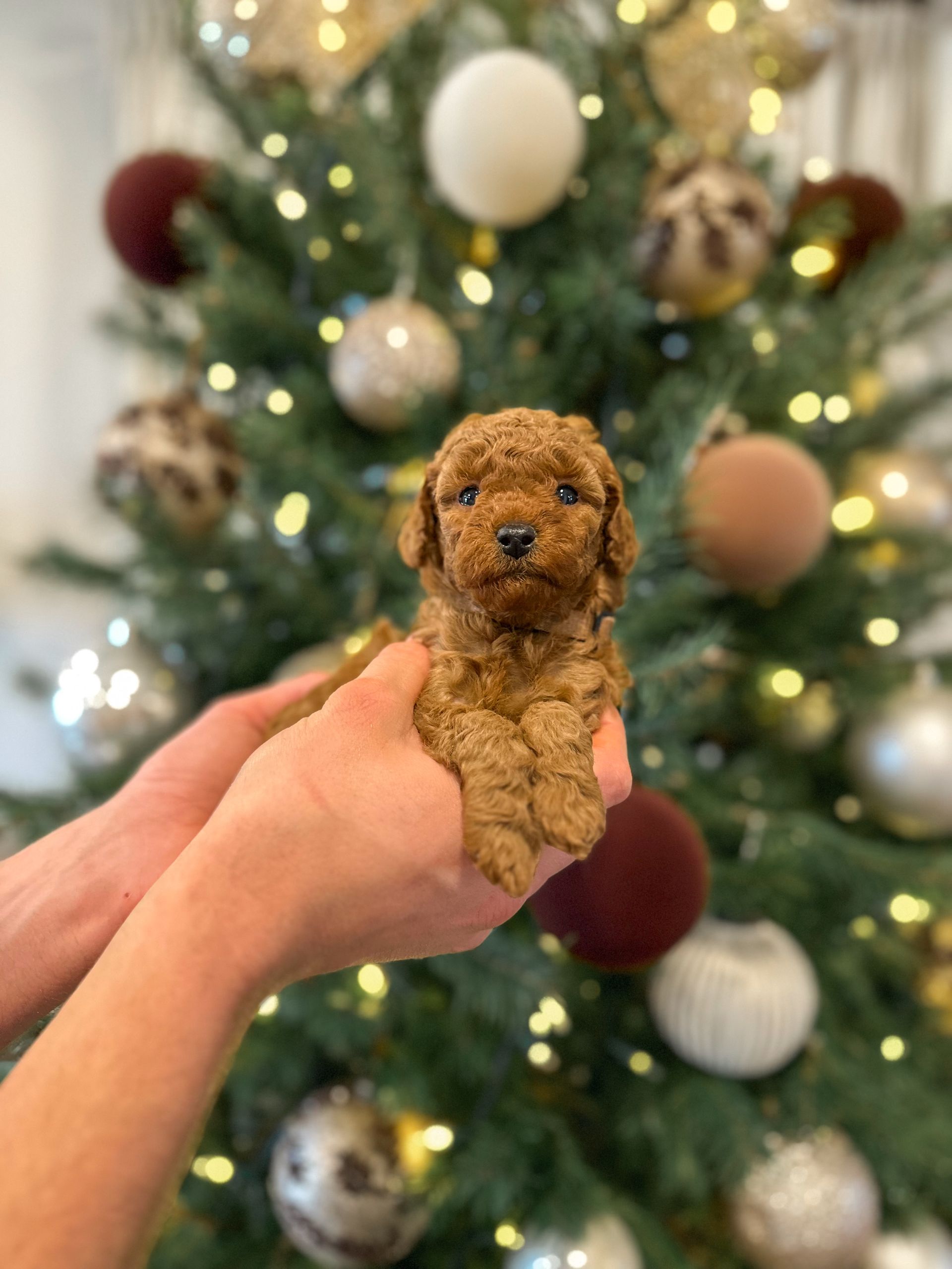 Maple - F3b Mini Goldendoodle (Female)