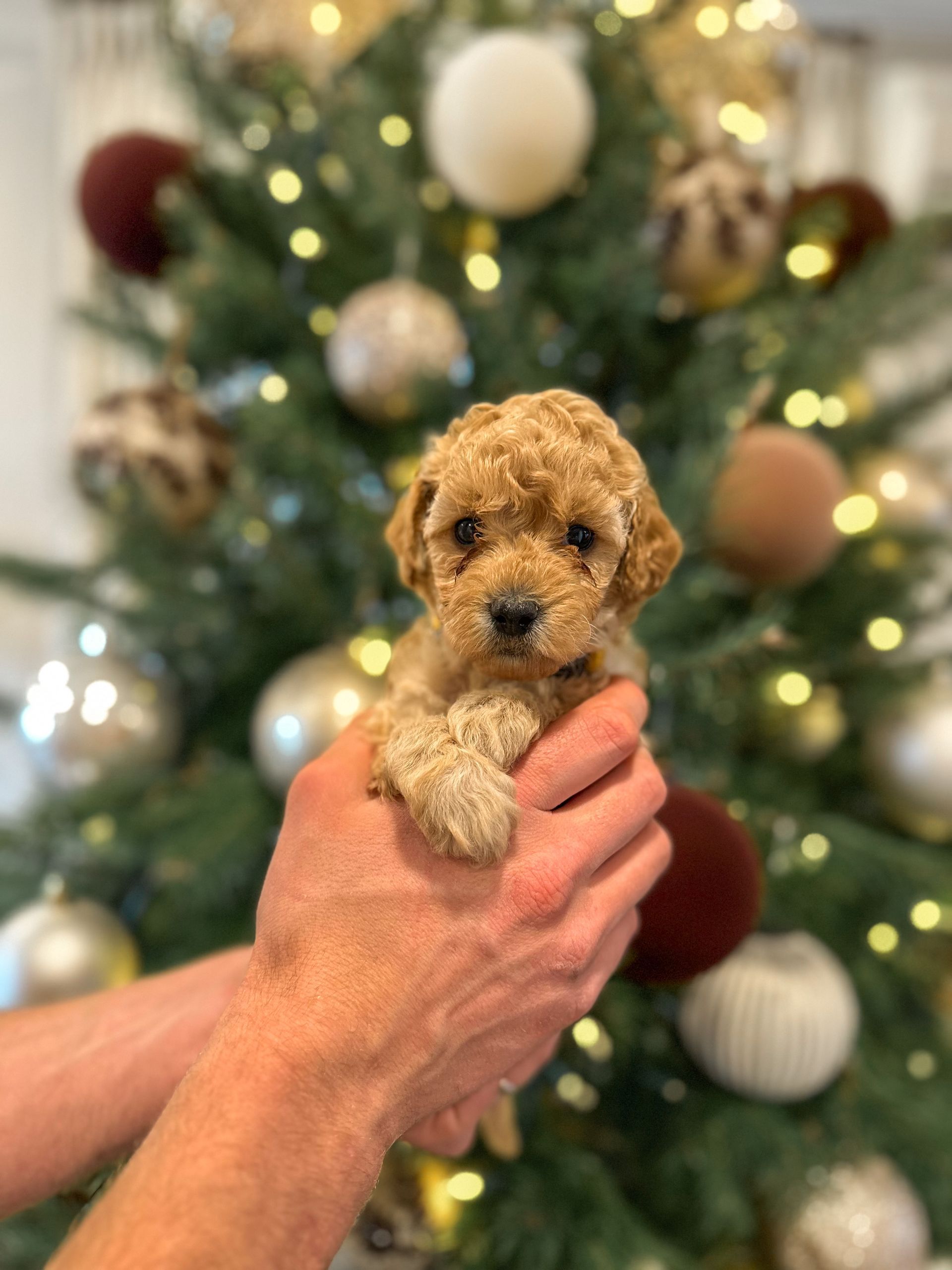 Olive - F3b Mini Goldendoodle (Female)