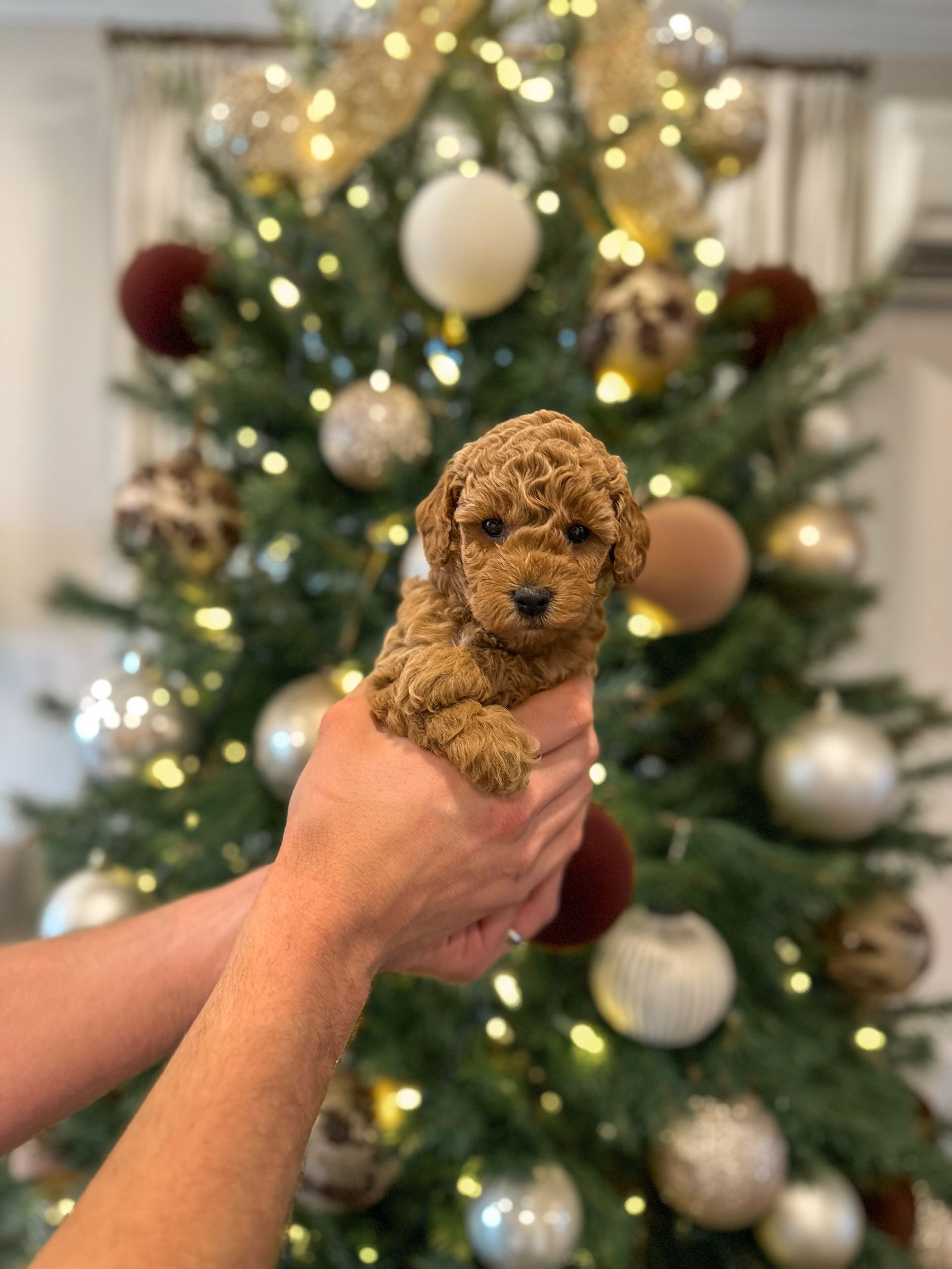 Sage - F3b Mini Goldendoodle (Female)