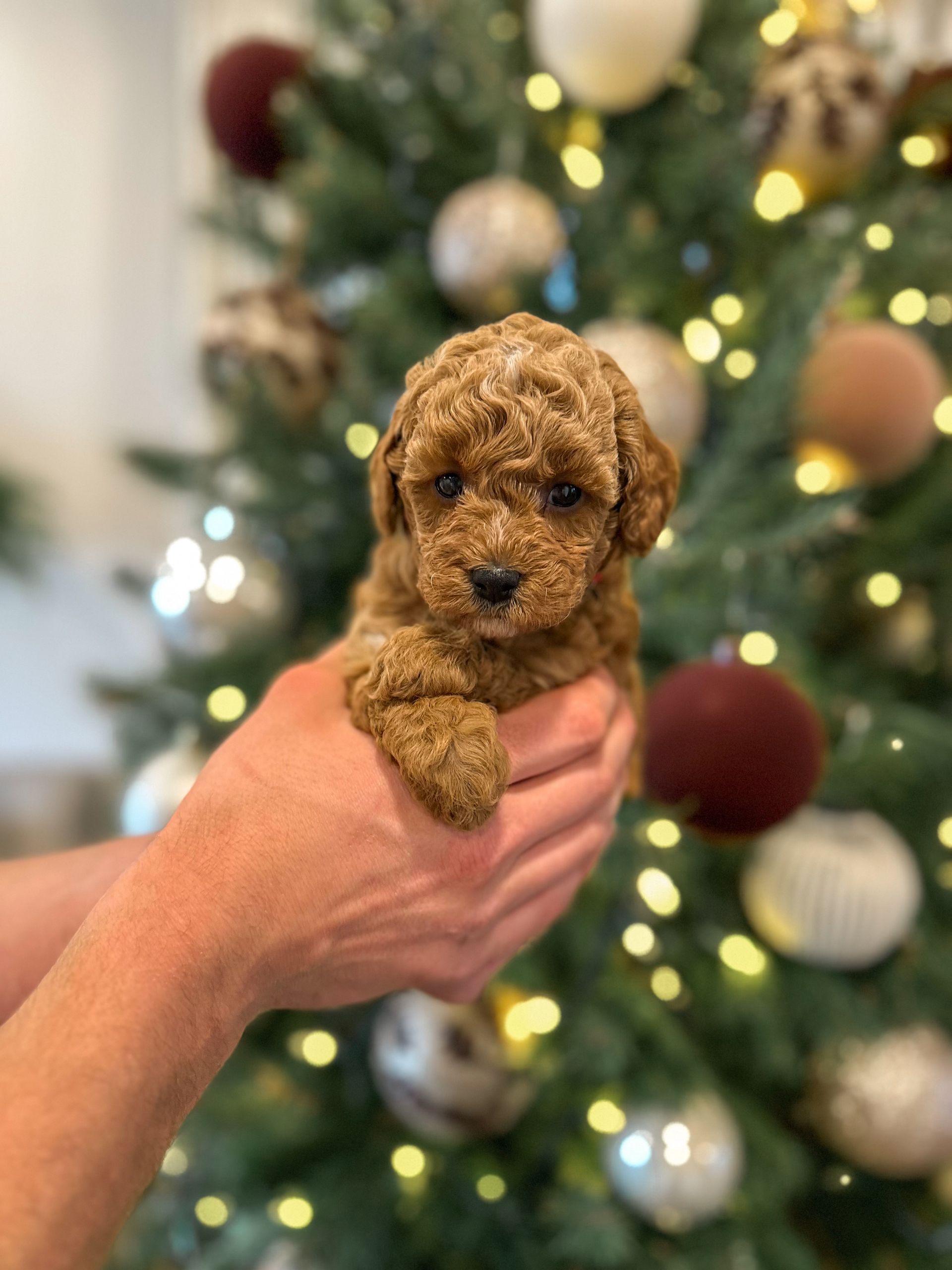 Willow - F3b Mini Goldendoodle (Female)