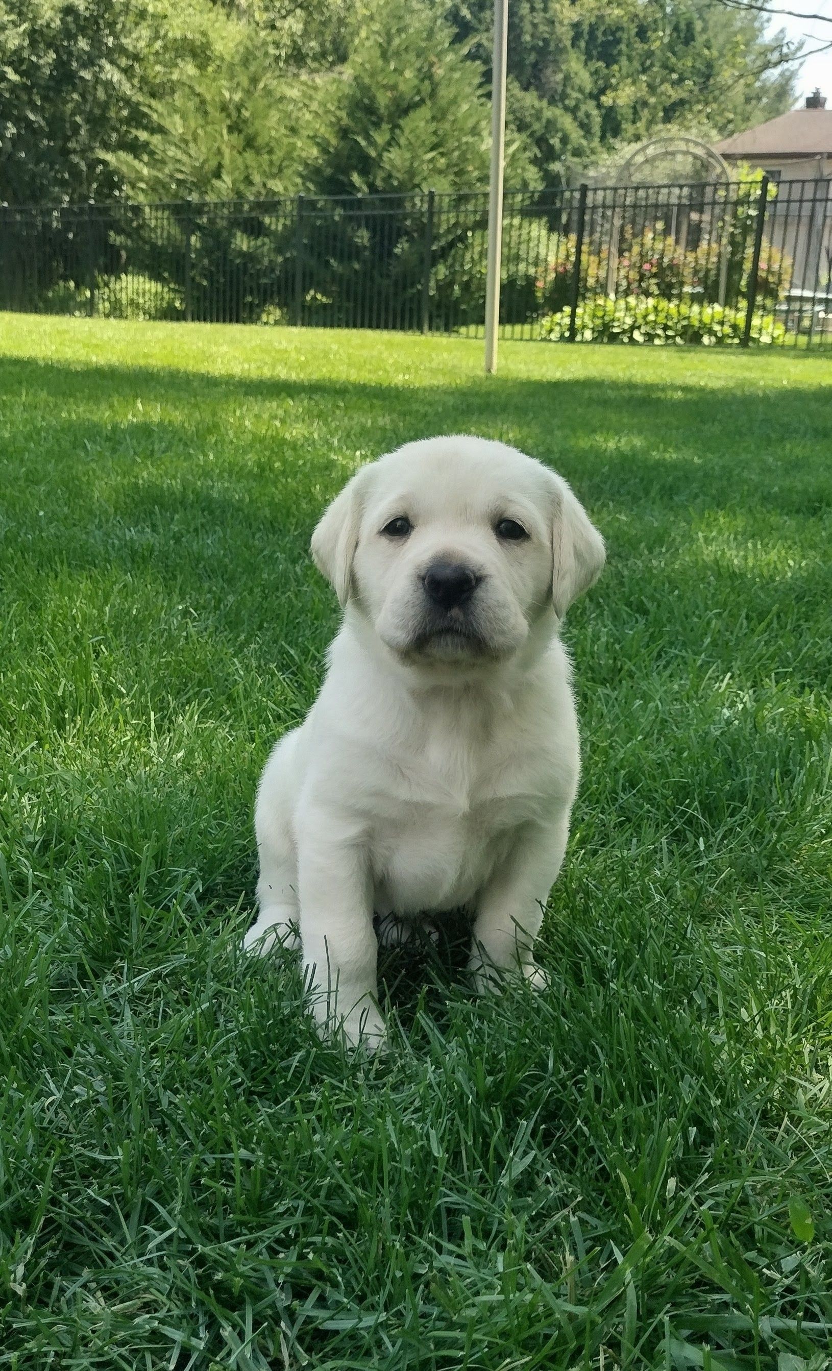 Bella - Labrador Retriever (Female) $1,000 Lititz, PA