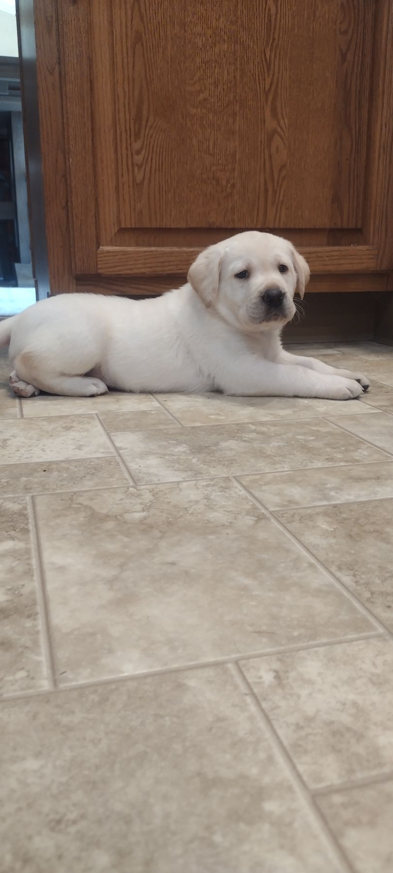 Cooper - Labrador Retriever (Male) $1,000 Lititz, PA