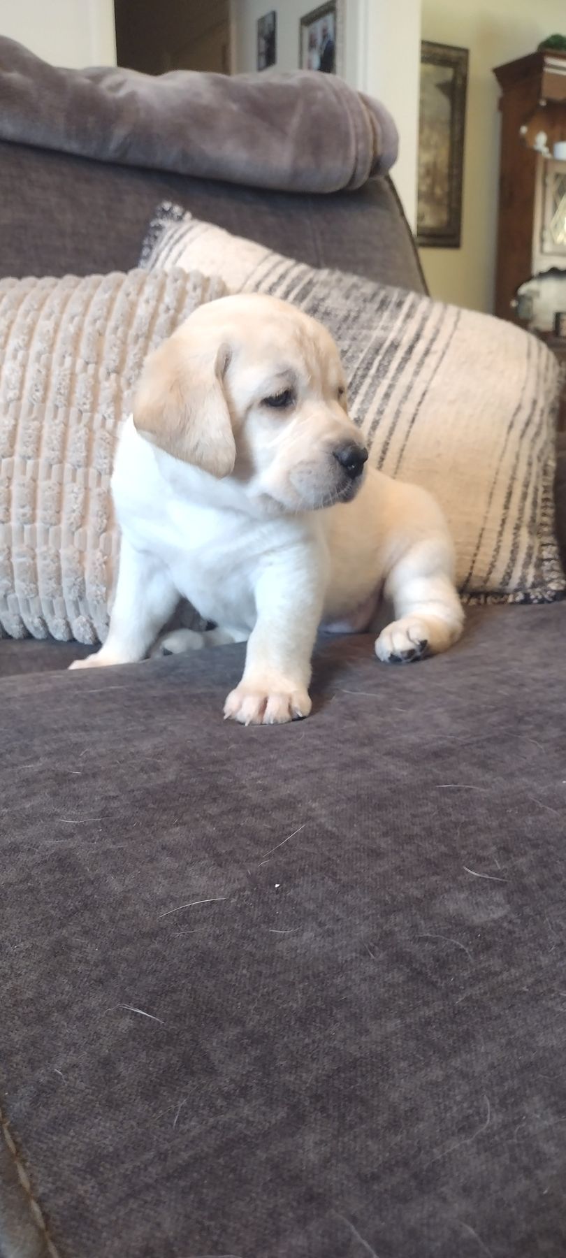 Ginger - Labrador Retriever (Female) $1,000 Lititz, PA