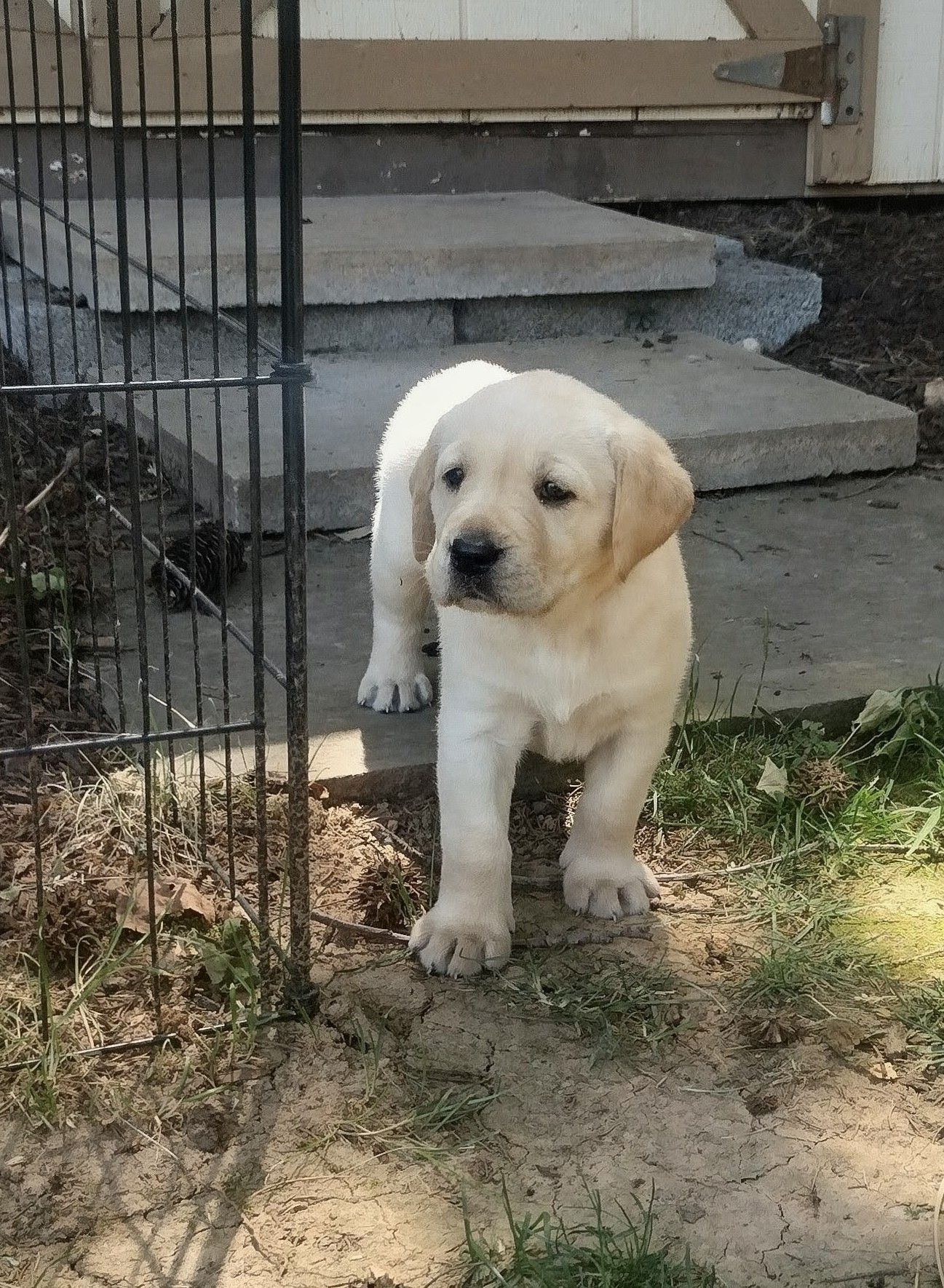 Marley - Labrador Retriever (Female) $1,000 Lititz, PA