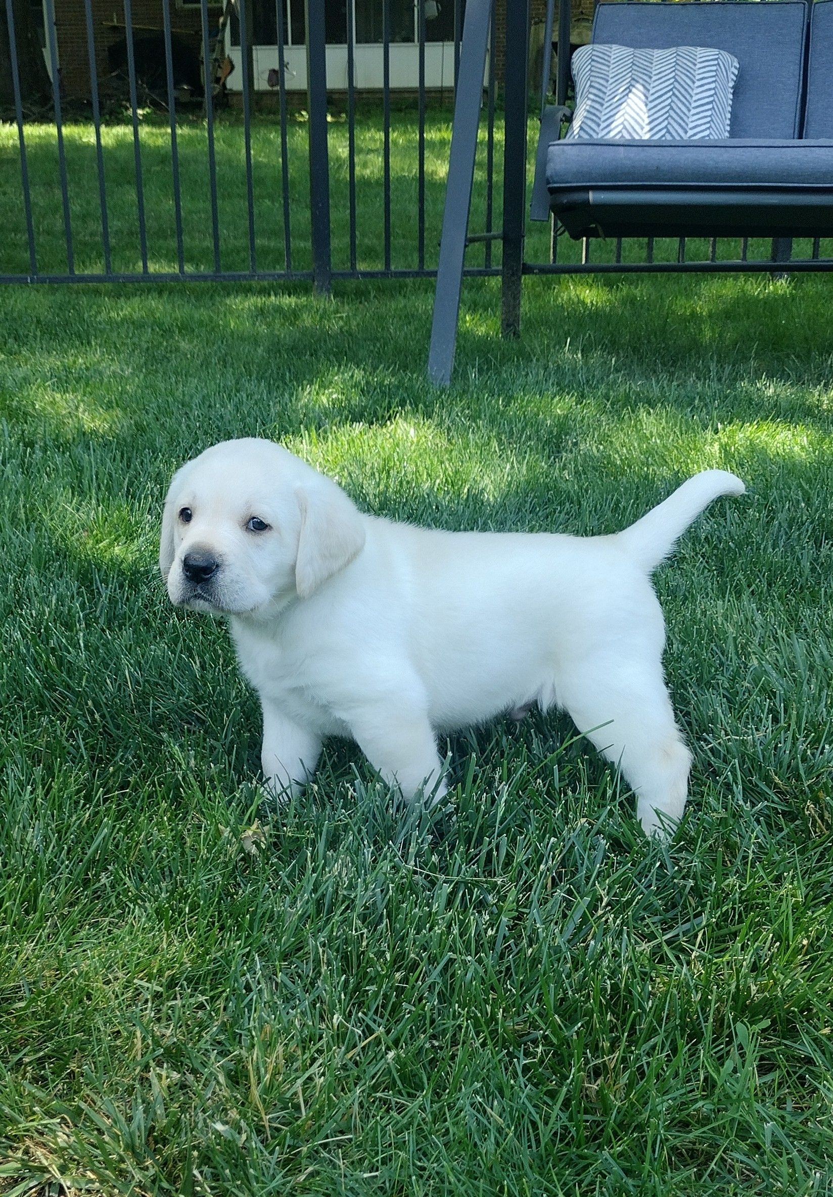 Moose - Labrador Retriever (Male) $1,000 Lititz, PA