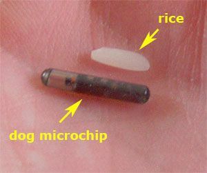close up of a small pet microchip used for lifelong identification in dogs
