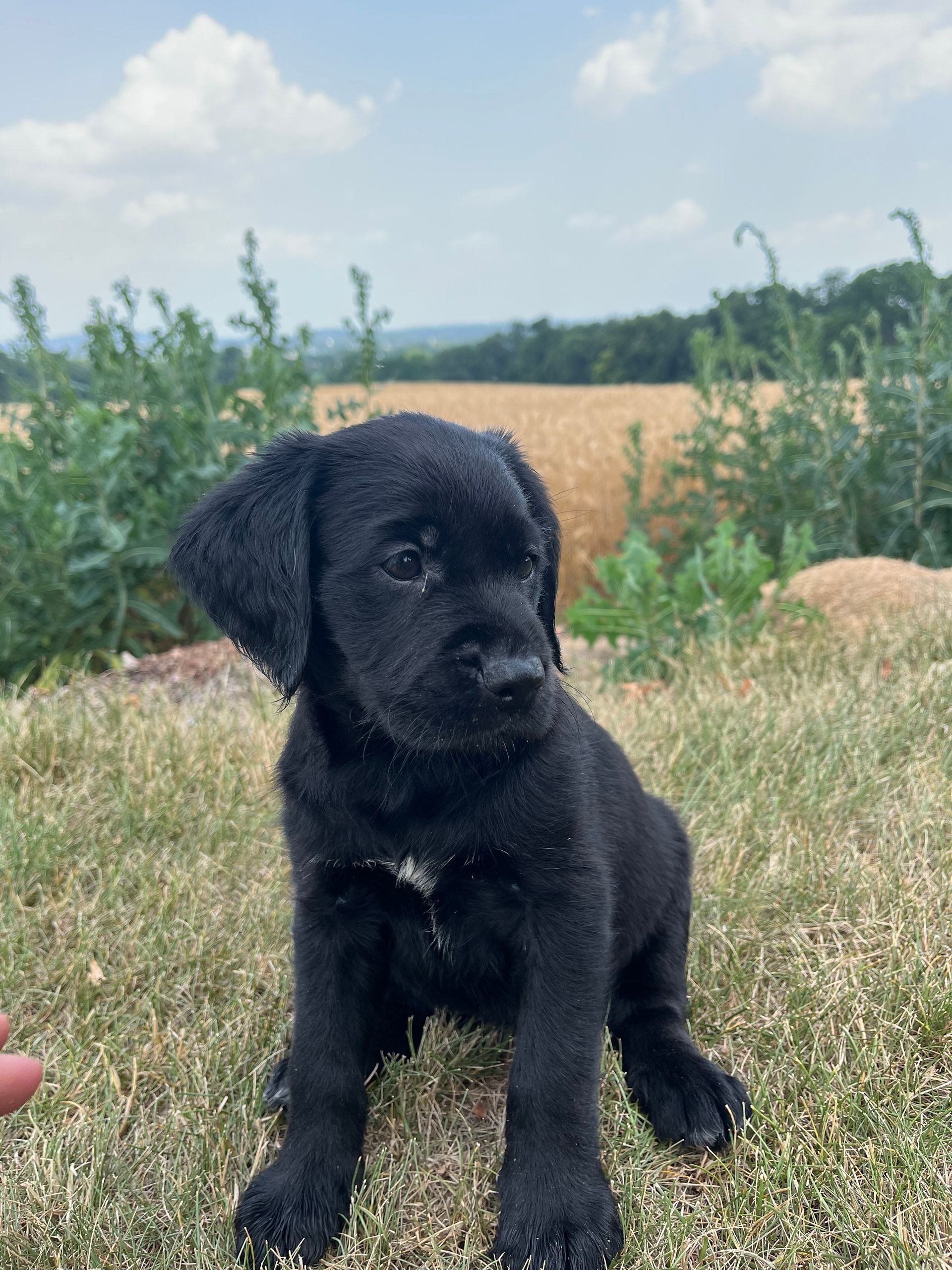 Nebula - F1 Labradoodle (Female) $1200