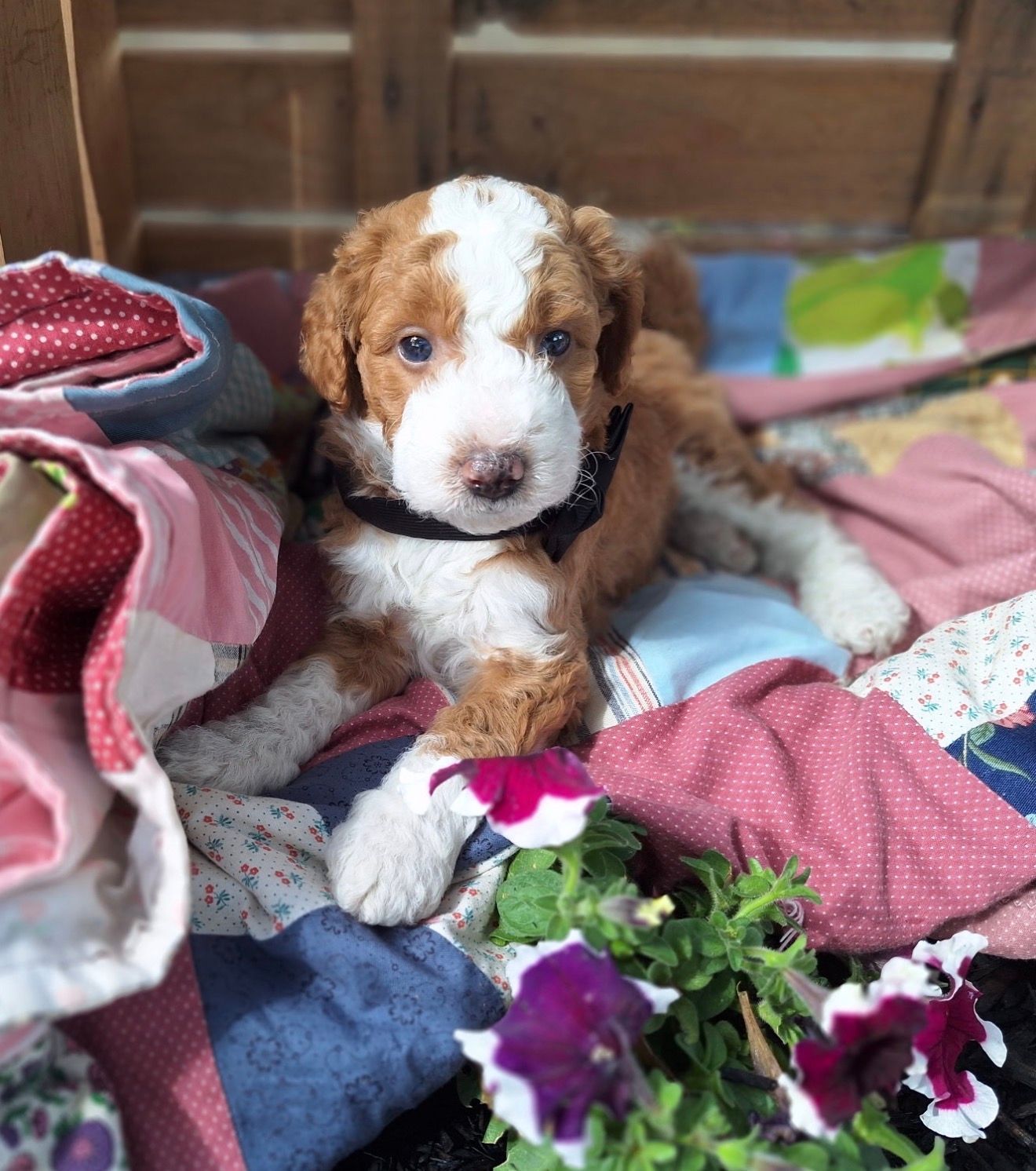 Owen - F2bb Mini Goldendoodle (Male) $850