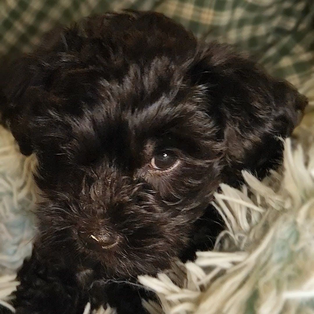Percival - F1b Yorkipoo (Male)
