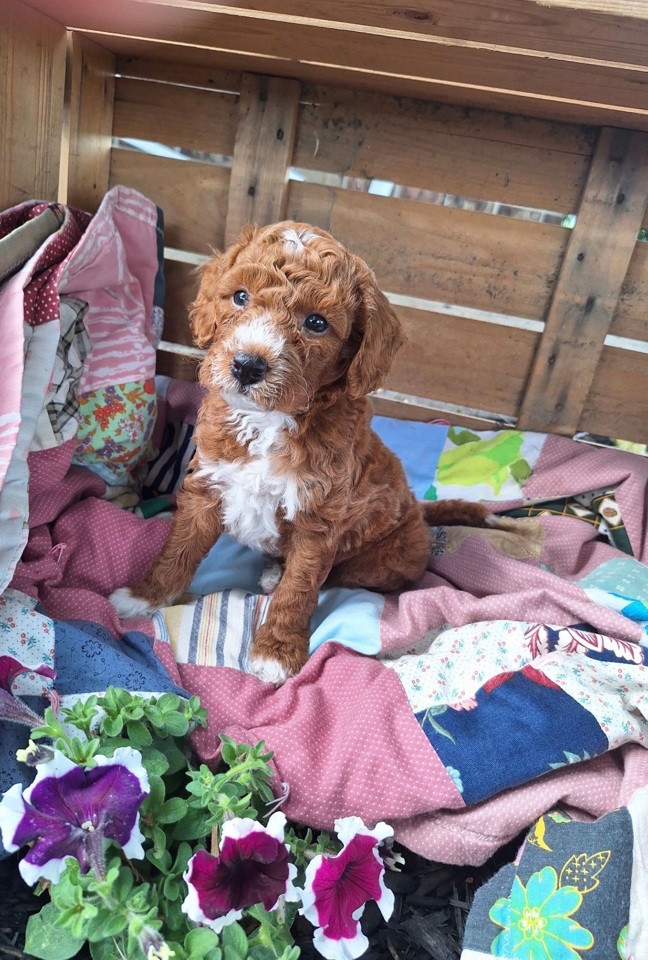 Petey - F2bb Mini Goldendoodle (Male) $850