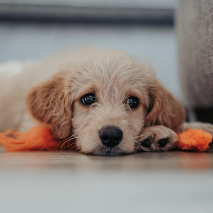 Adopt a Puppy Lancaster, PA
