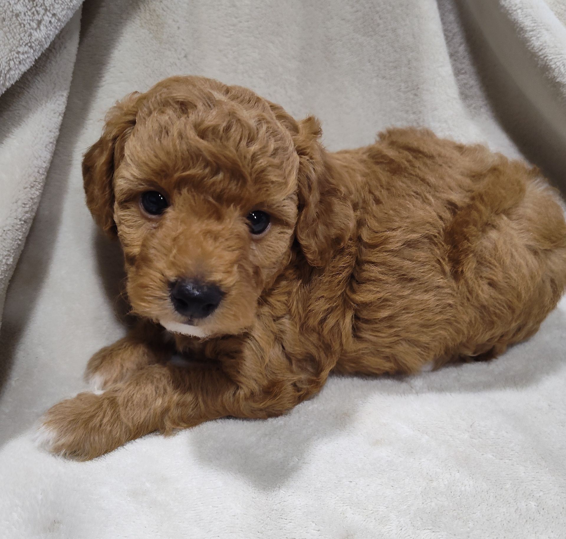 Poppy - F1bb Mini Goldendoodle (Female) $1250