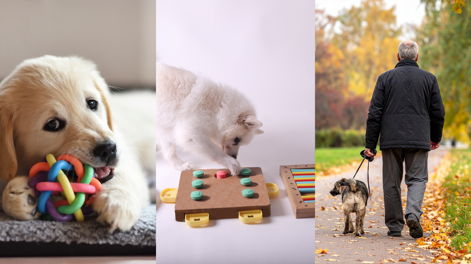 puppy adult and senior dog engaging in mental enrichment activities at different life stage
