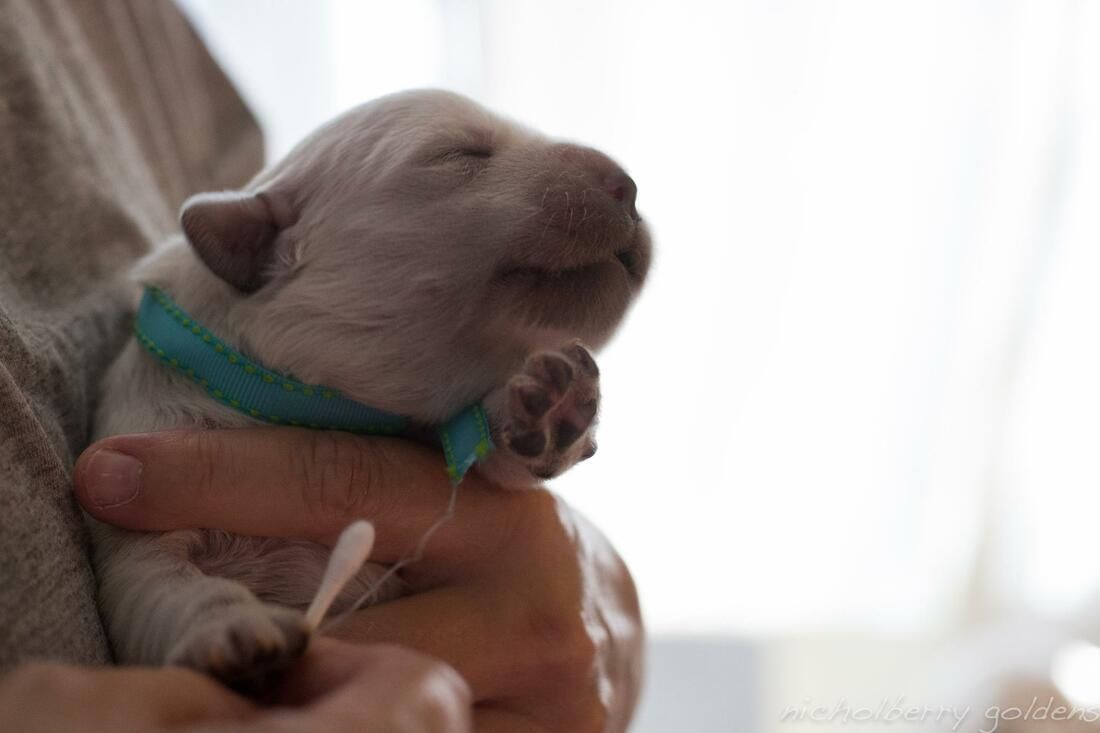 breeder gently holding a newborn puppy during early developmental period