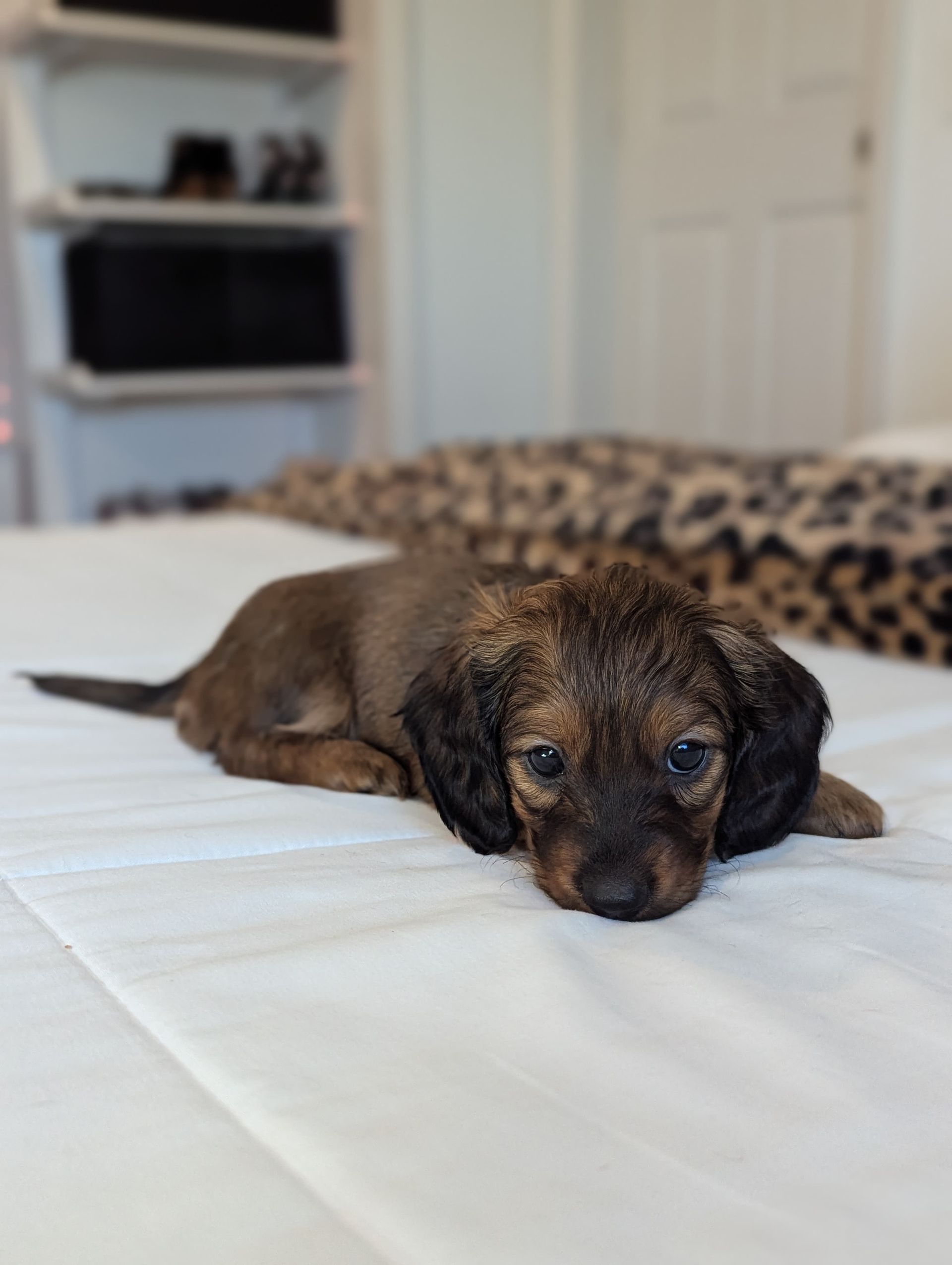 Blossom - Mini Dachshund (Female)