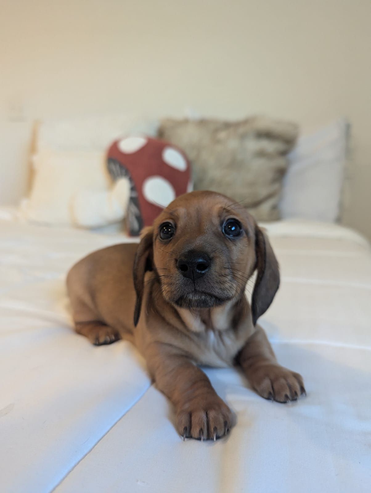 Peanut - Mini Dachshund (Female)
