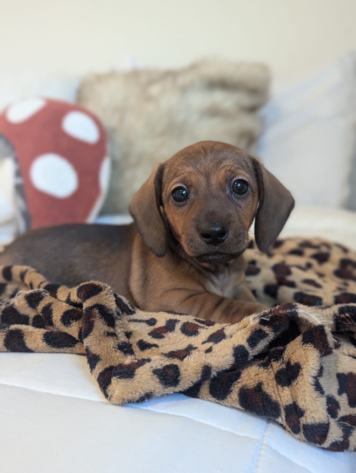 Posie - Mini Dachshund (Female)