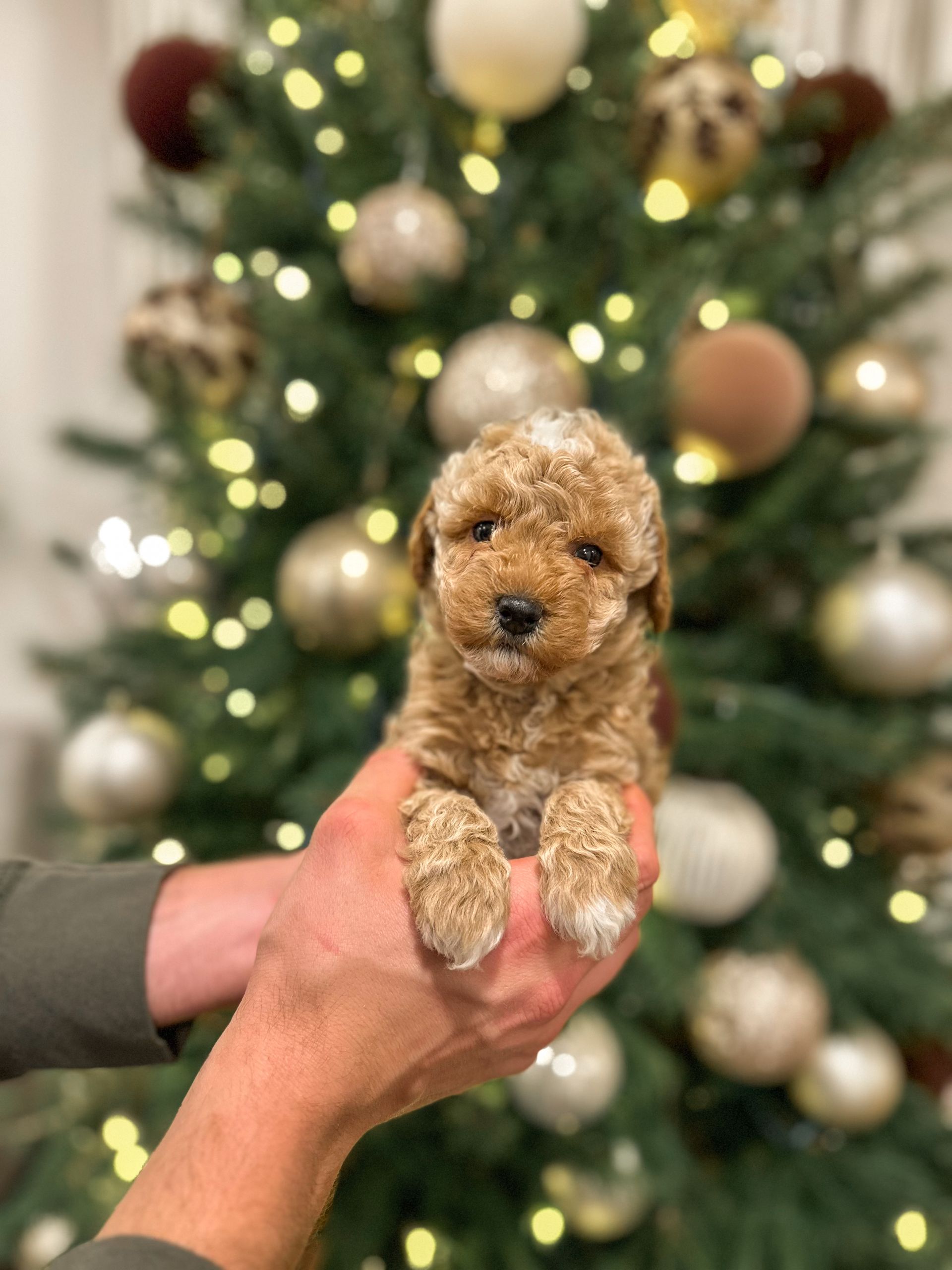 River - F3bb Mini Goldendoodle (Male)