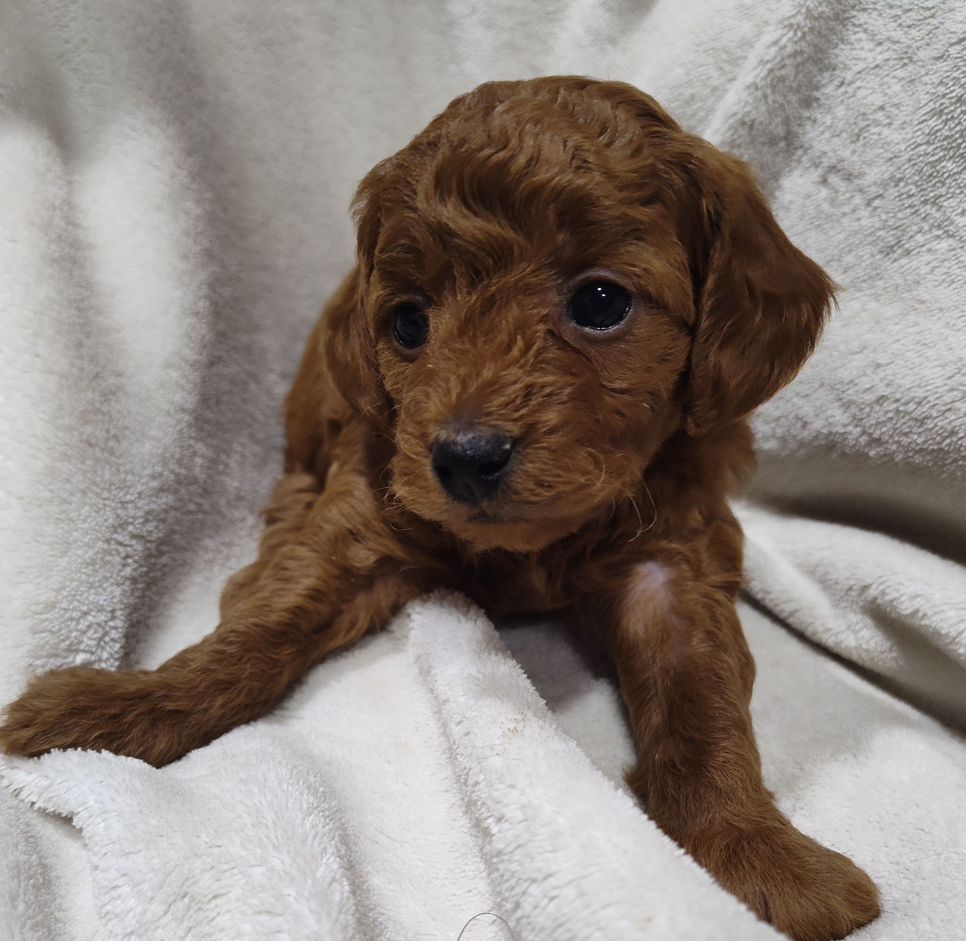 Rose - F1bb Mini Goldendoodle (Female) $1250