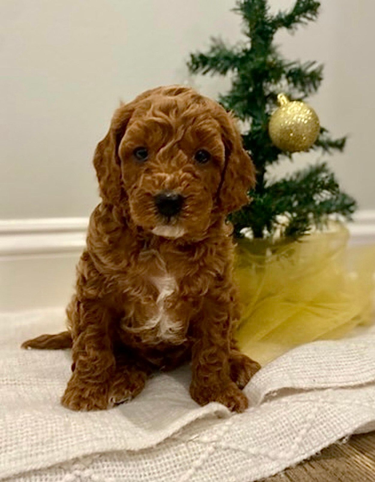 Rudolph - F1b Cavapoo (Male)