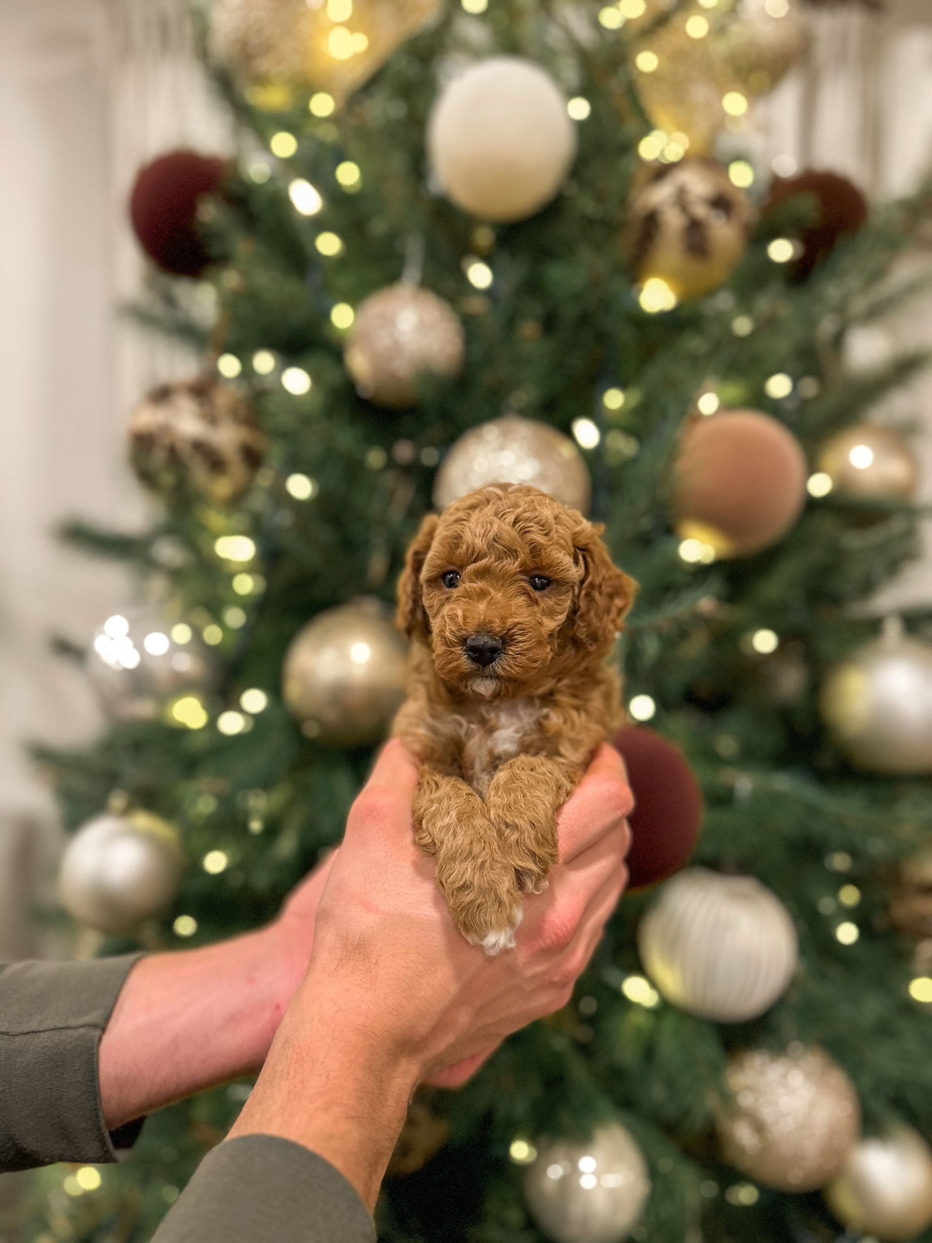 Sailor -F3bb Mini Goldendoodle (Male)