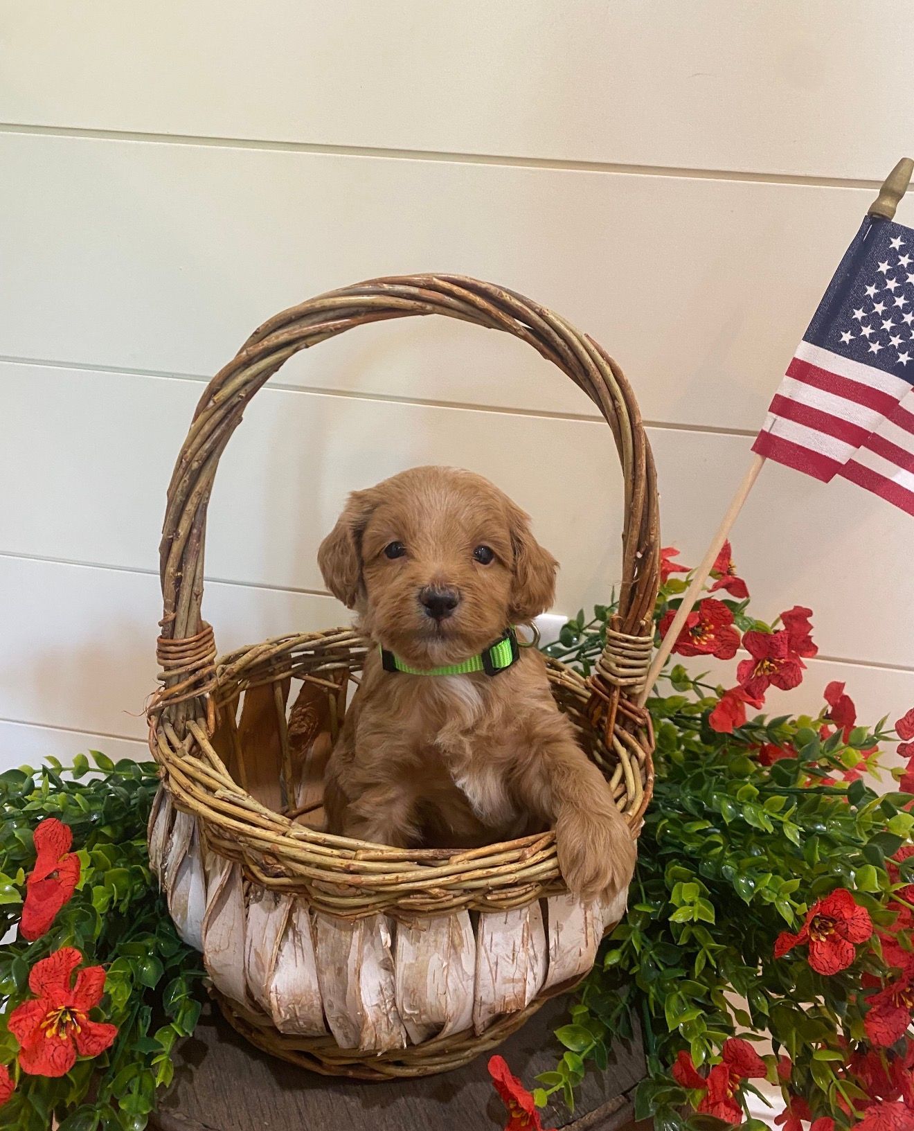 Sam - F1b Mini Labradoodle (Male) $1500