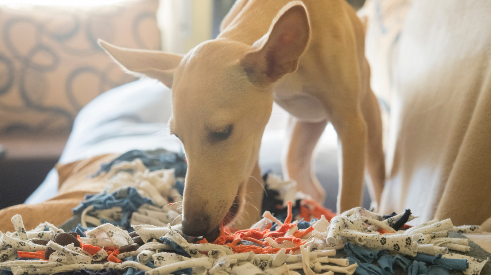 dog using a snuffle mat for scent based enrichment