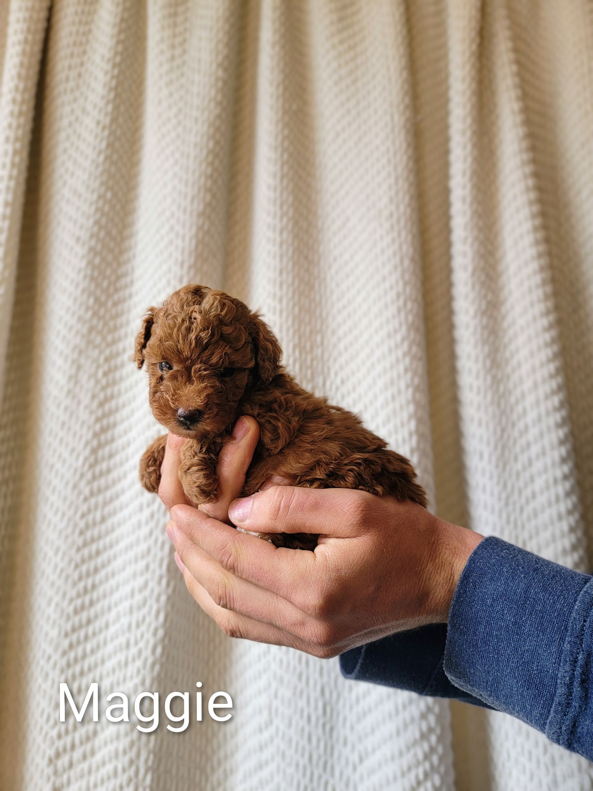 Toy Poodle Puppy