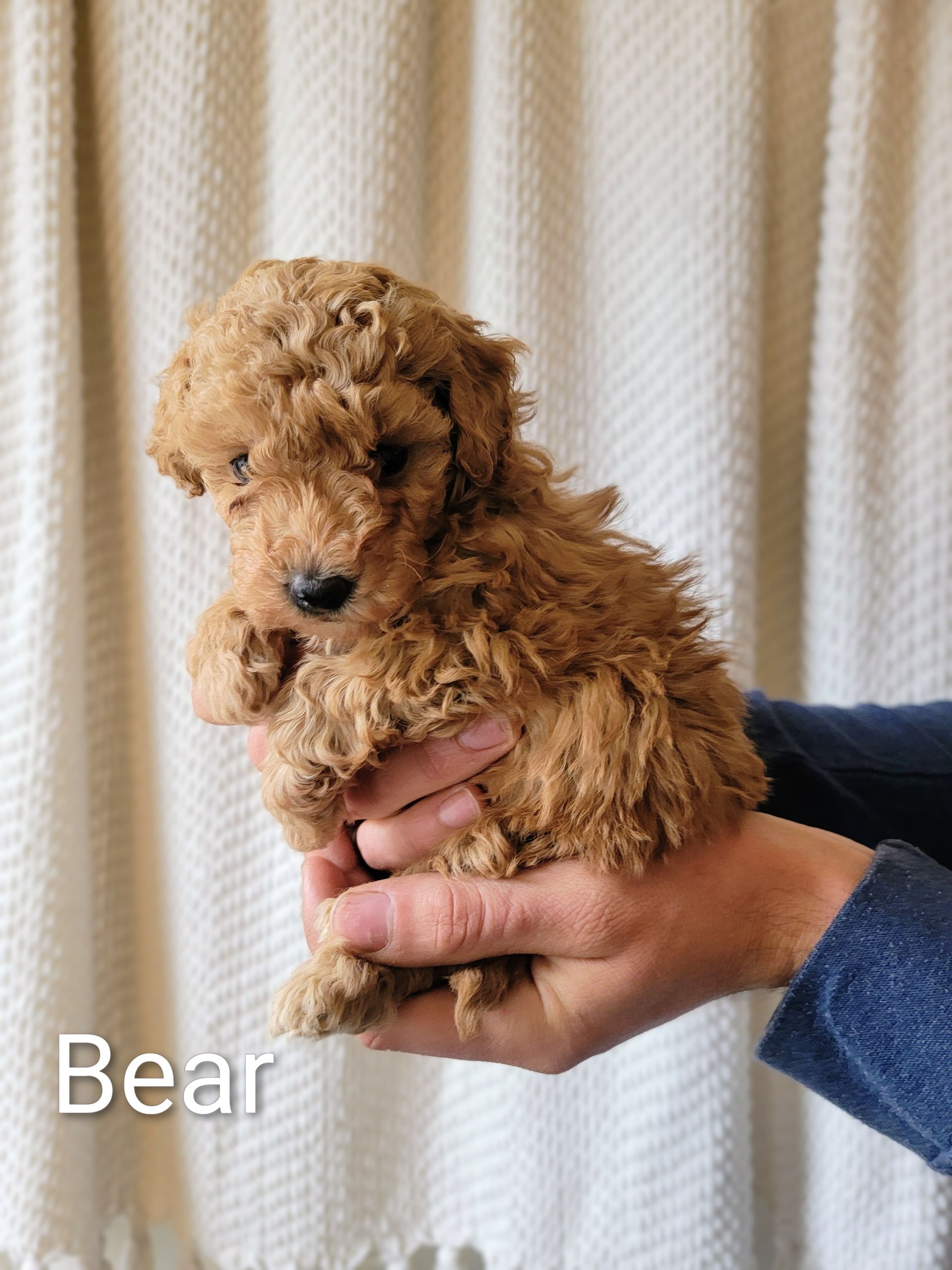 Bear - Toy Poodle (Male)