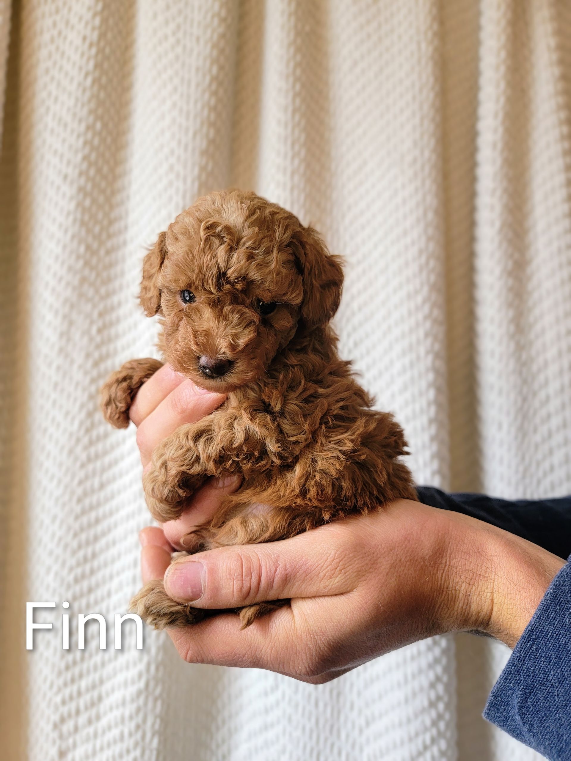 Finn - Toy Poodle (Male)