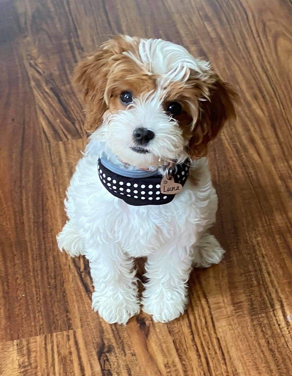 Puppies- Homemade Puppies