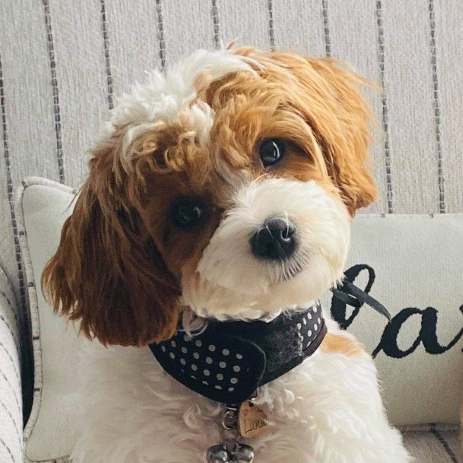 Advertise a Puppy Lancaster, PA