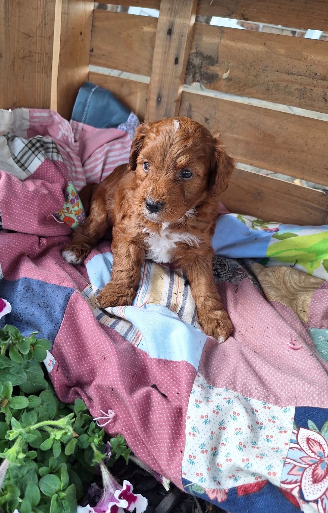 Tucker - F2bb Mini Goldendoodle (Male) $850