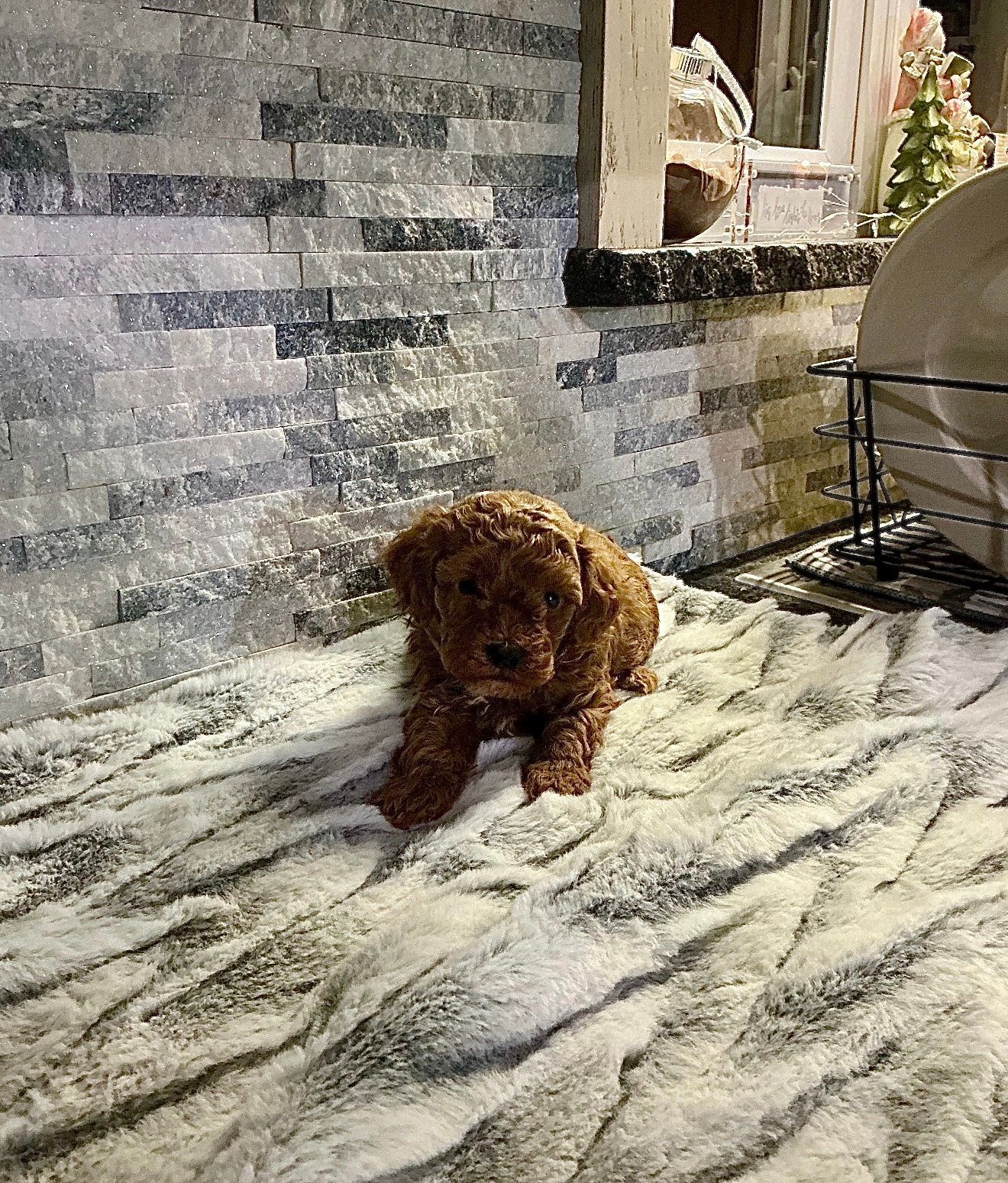 Basil - F1b Eskipoo (Male)